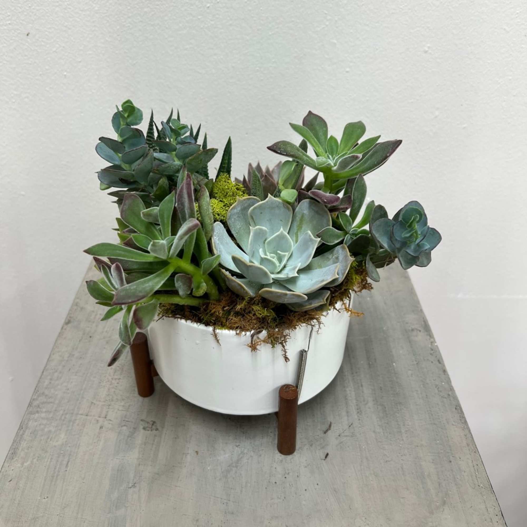 Short succulent garden in a white modern mini mod container.
 Approximately 7&quot;
