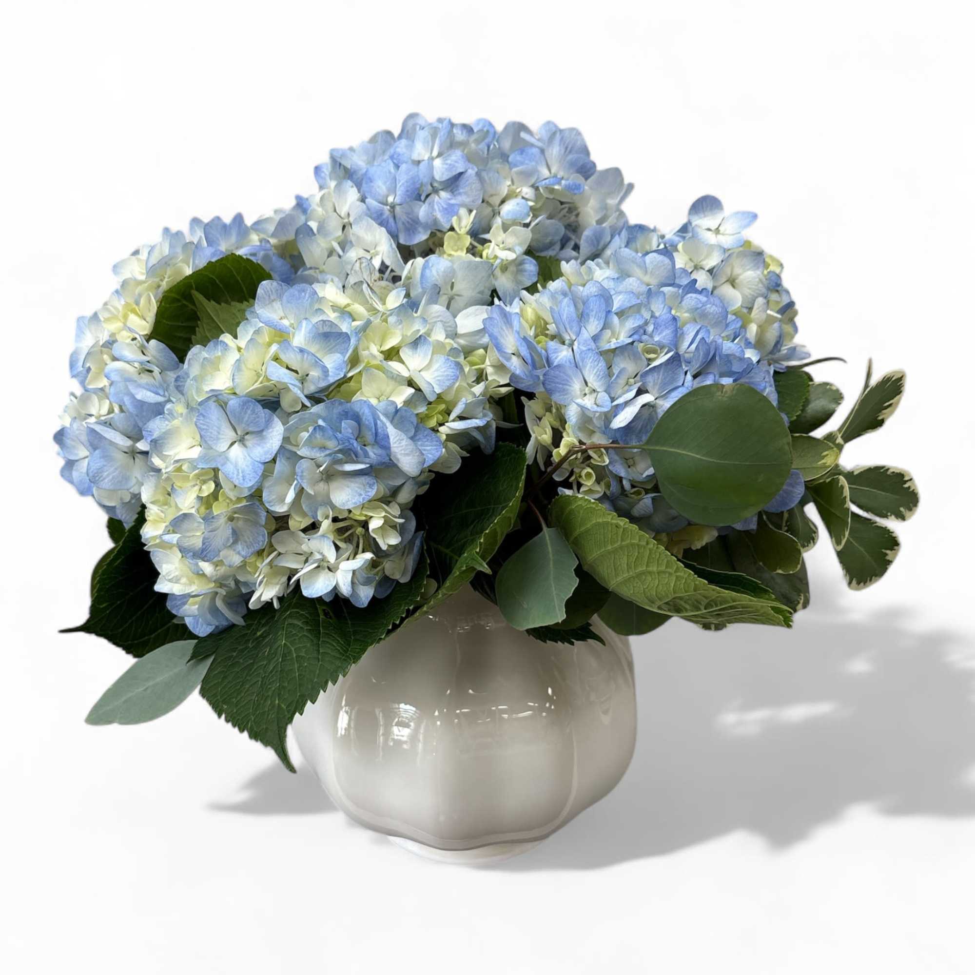 Hydrangea4937　0203 Hydrangea 'Annabelle' Flowering Shrub, 3 or 5 Pack, 18-24