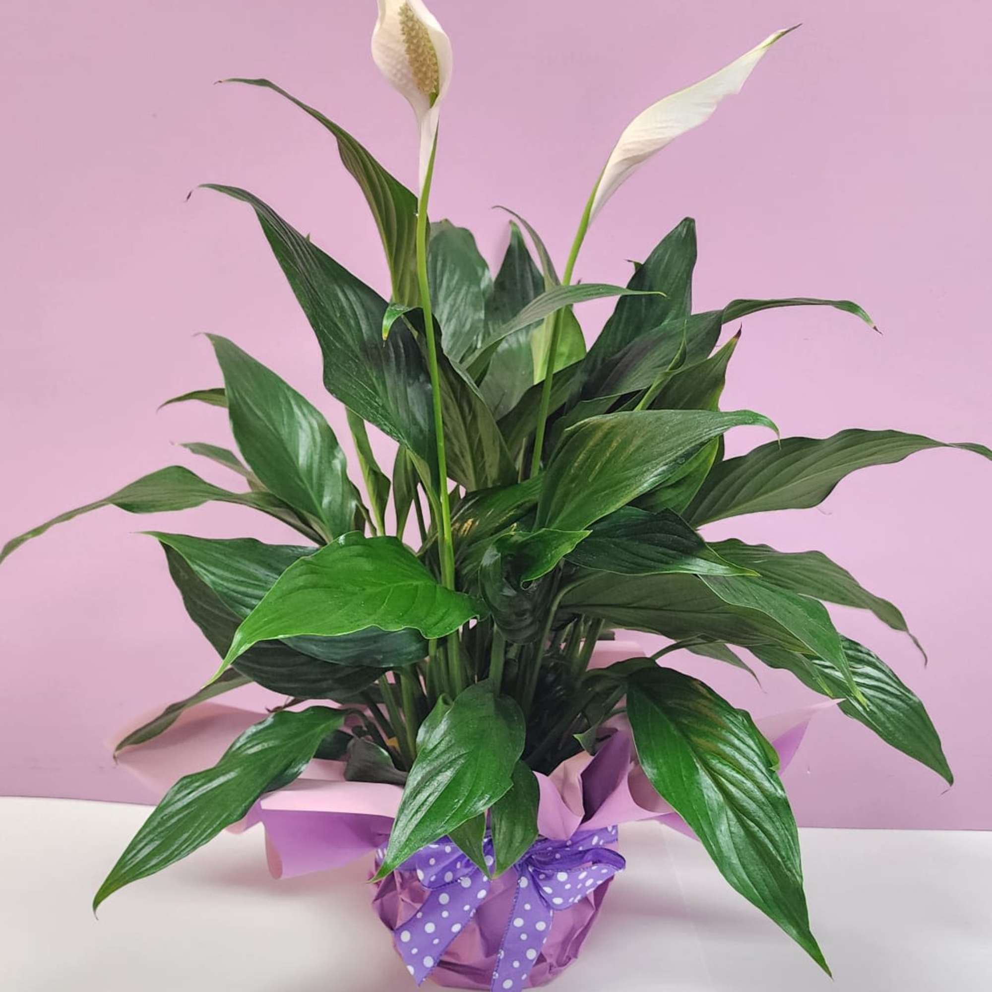 Peace Lily in Glendale, AZ | Paris Flower Shop LLC