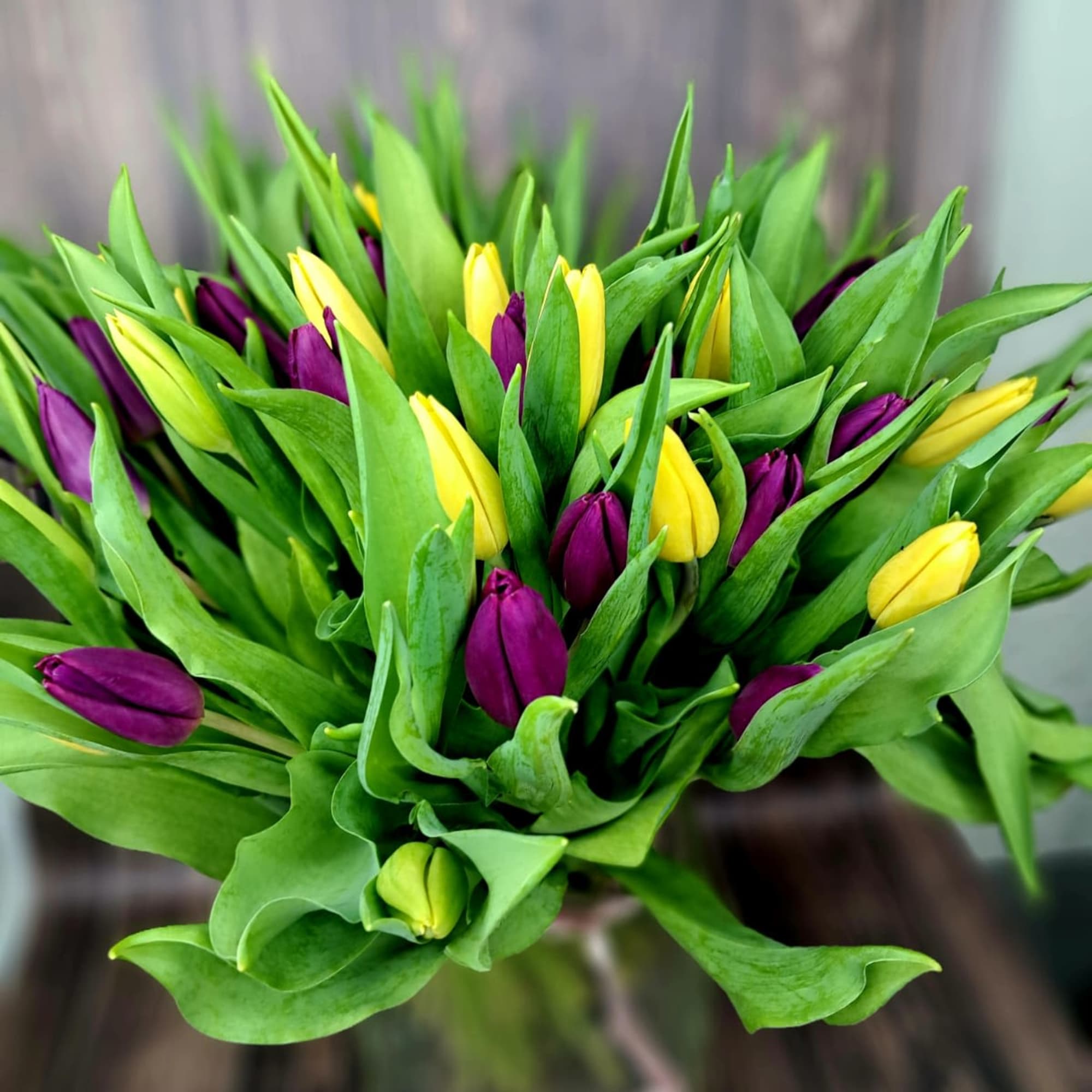 A bouquet 45 of tulips is a vibrant and spring-like decoration that