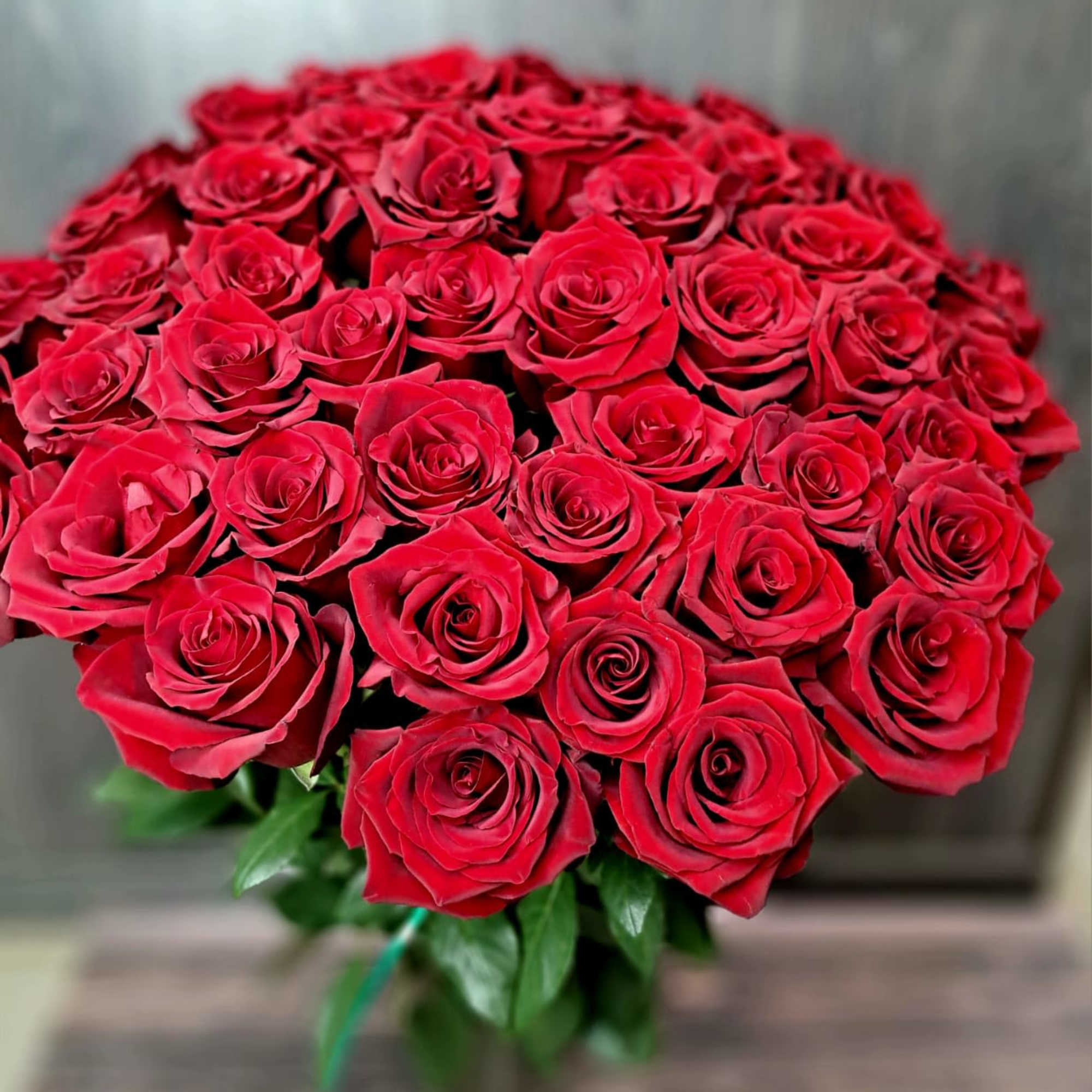 A bouquet of 50 fresh red roses, neatly assembled in a round