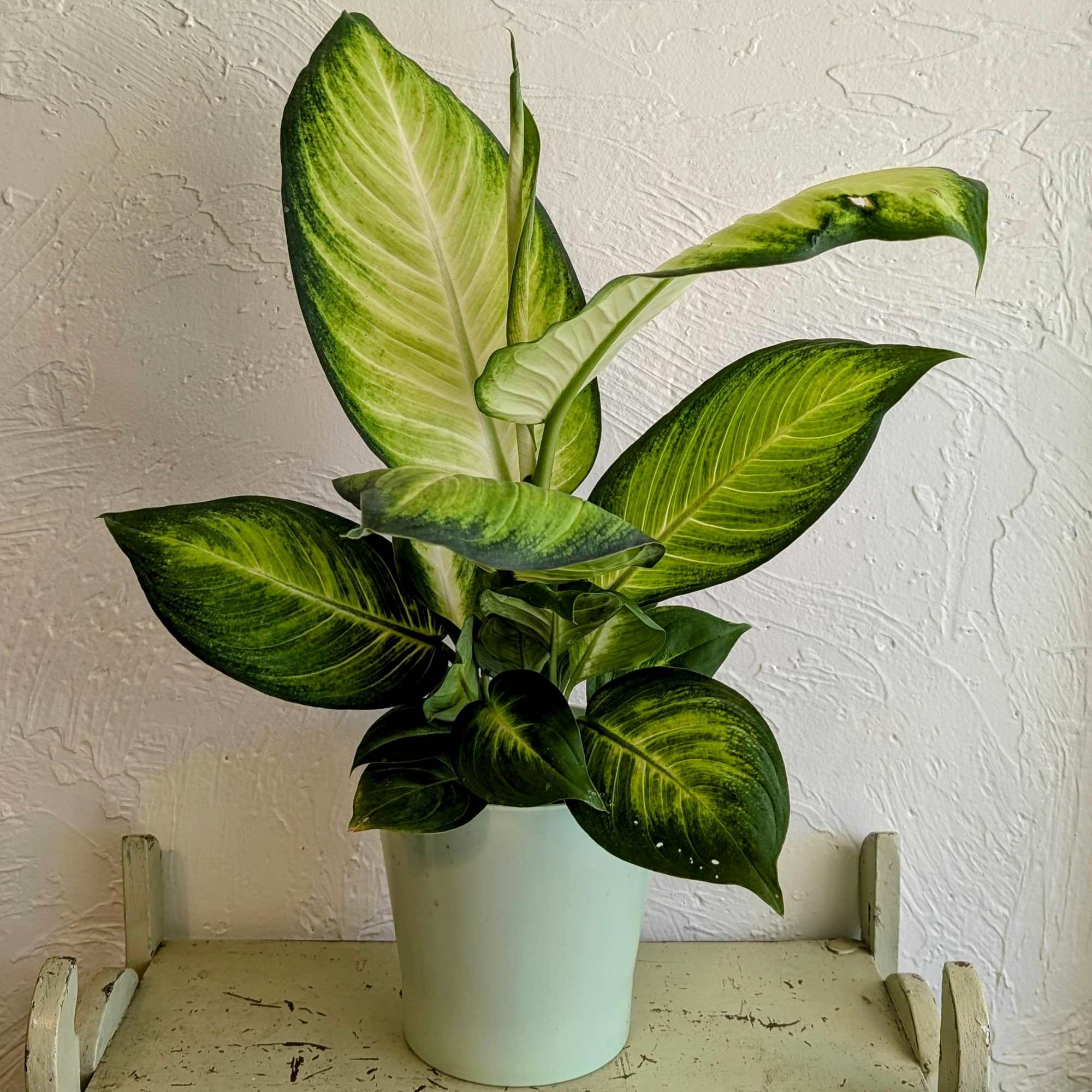 Discover the beauty of the Dieffenbachia Compacta, also known as Dumb Cane.
