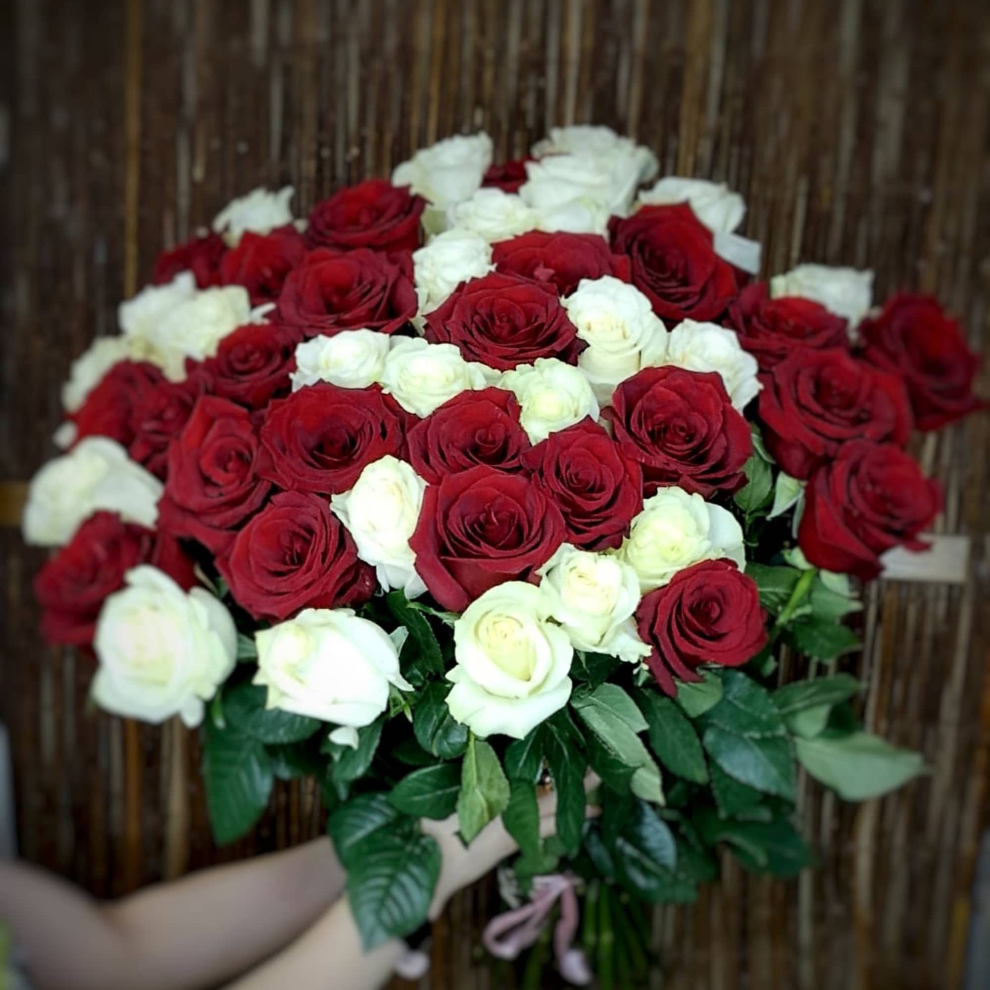 A bouquet of 50 fresh white and red roses, neatly assembled in