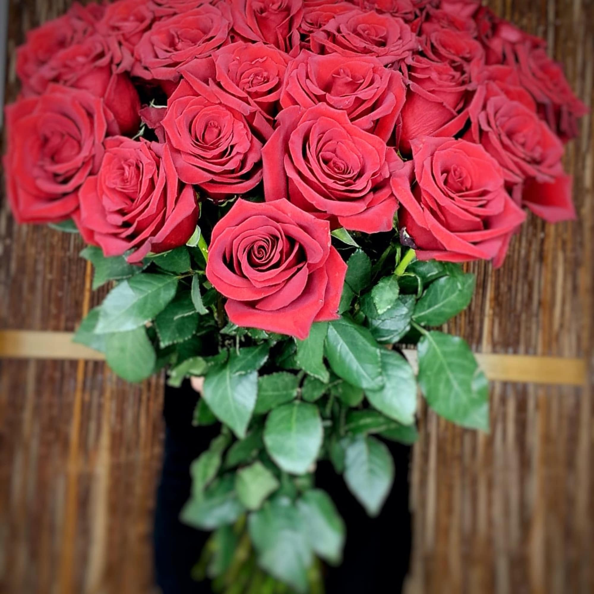 A bouquet of 50 fresh red roses, neatly assembled in a round