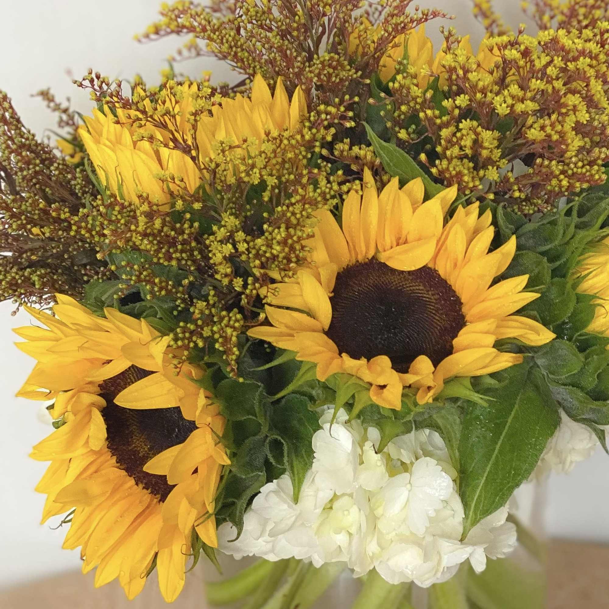 Fully bloomed sunflowers elegantly arranged on a bed of premium white hydrangeas