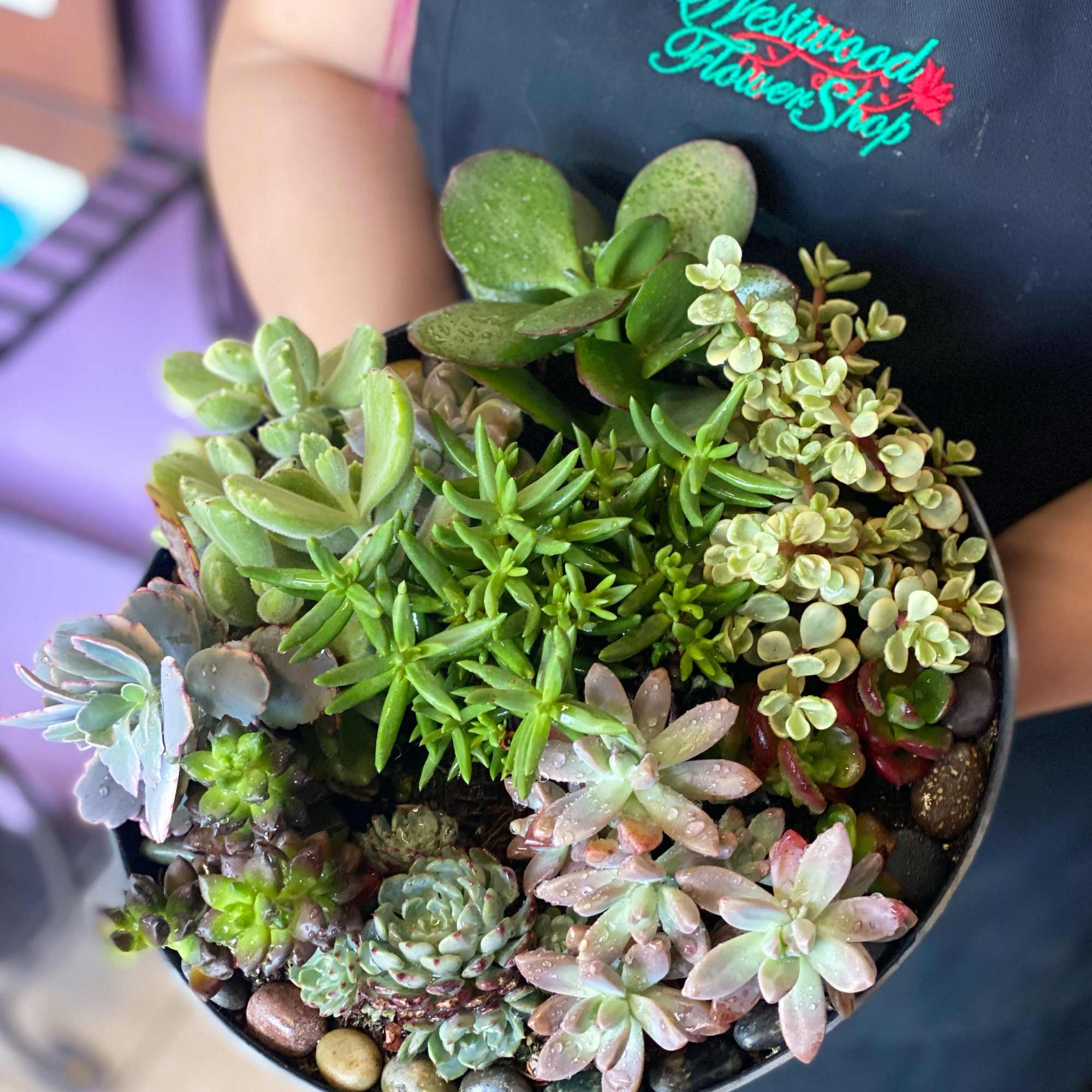 An exquisite variety of succulents delicately planted with a touch of love