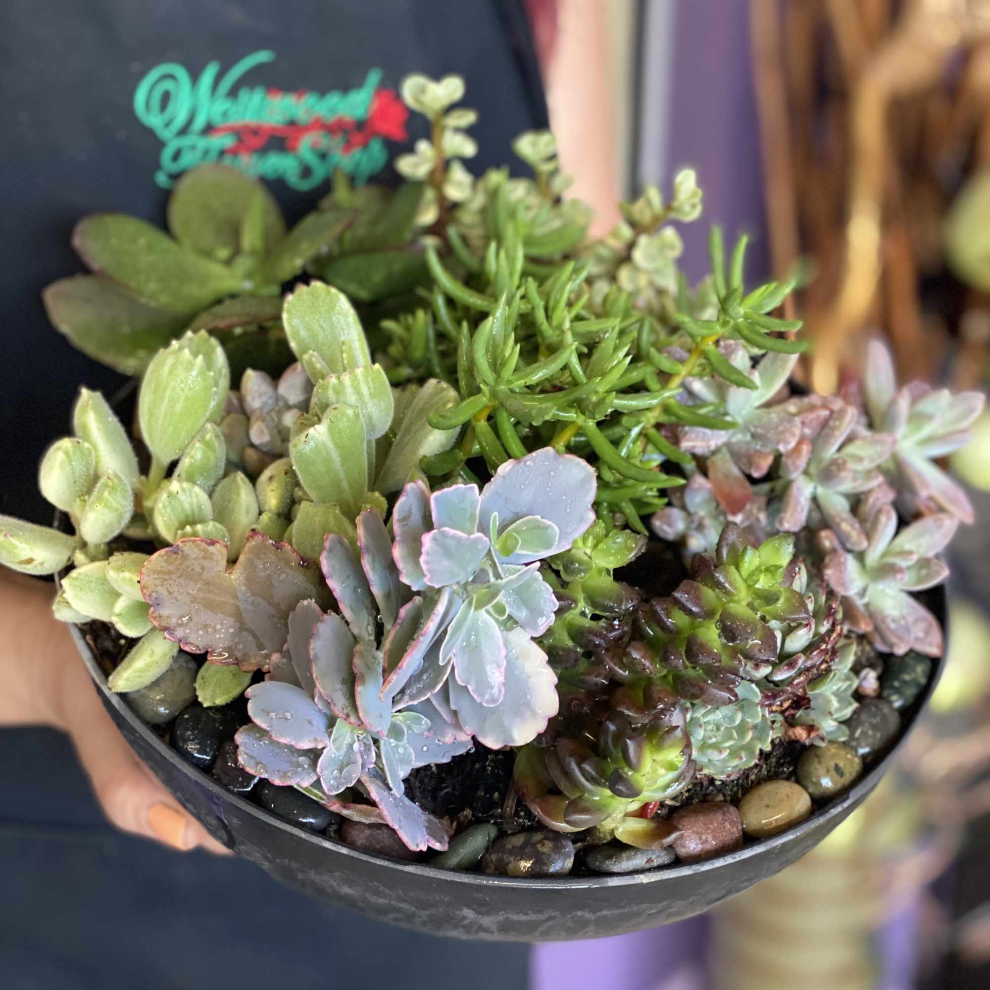 An exquisite variety of succulents delicately planted with a touch of love