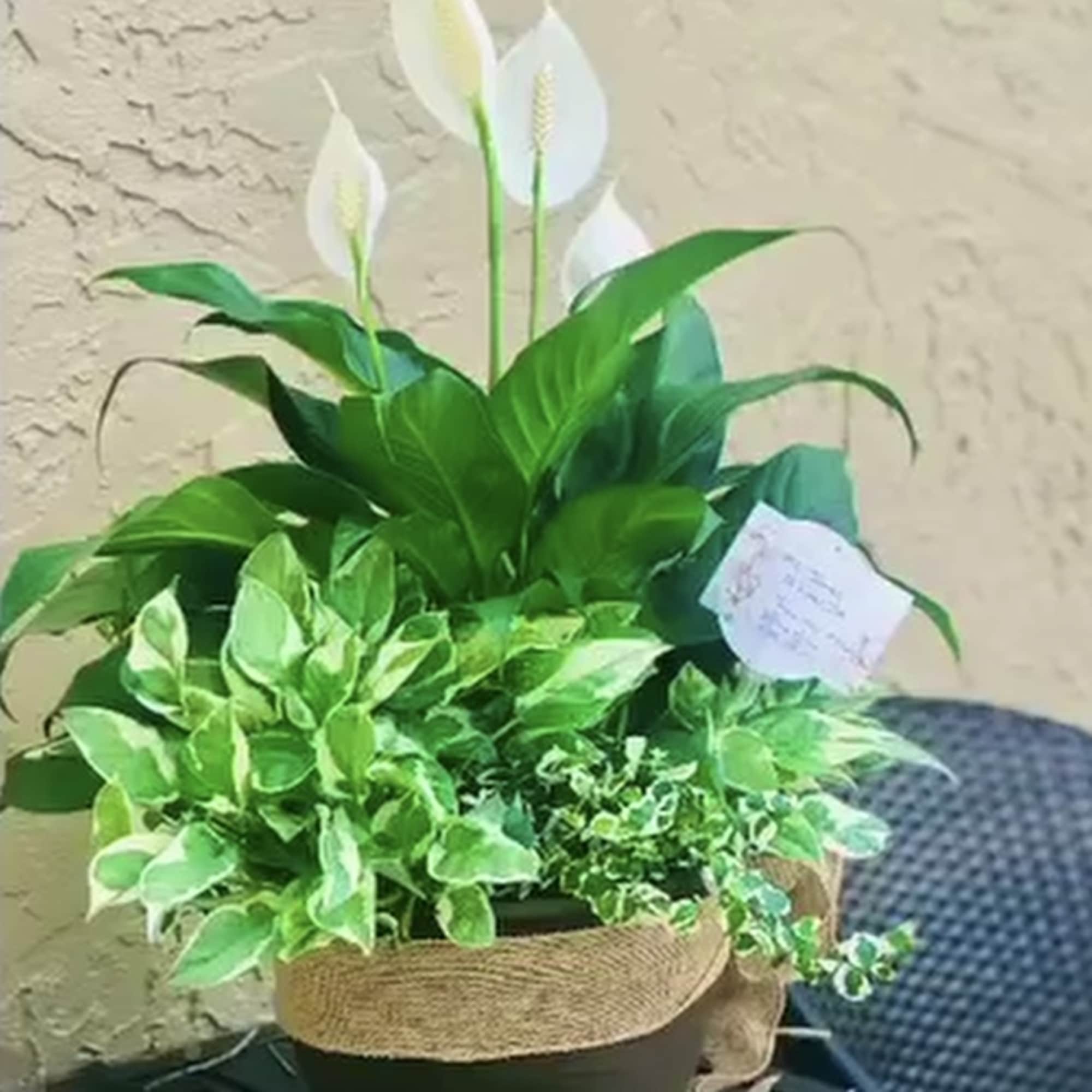 This beauty represents tranquility and peace and is a follow up to