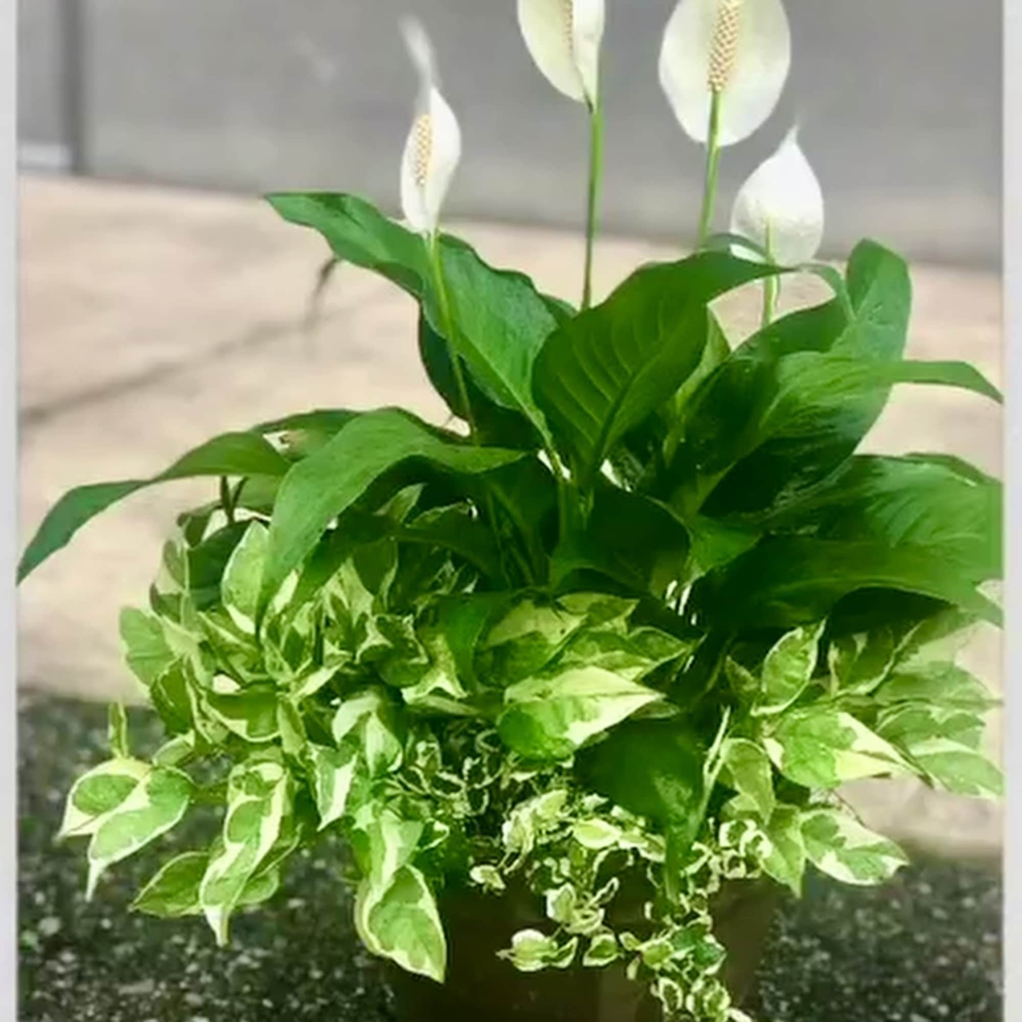 This beauty represents tranquility and peace and is a follow up to