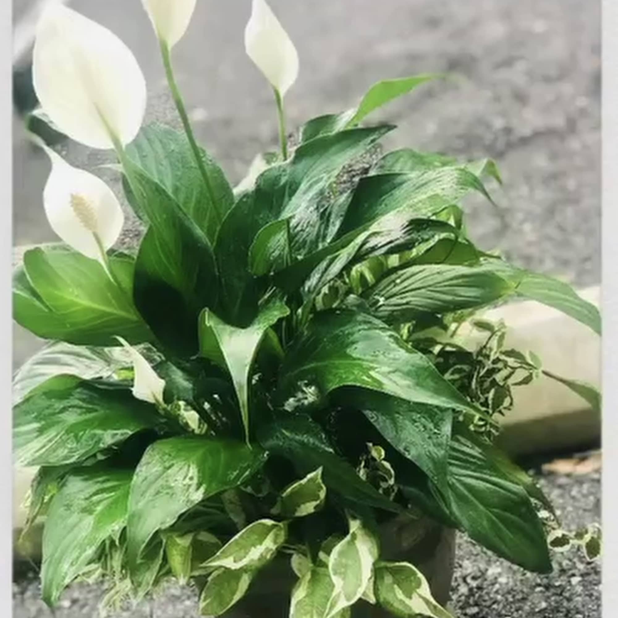 This beauty represents tranquility and peace and is a follow up to