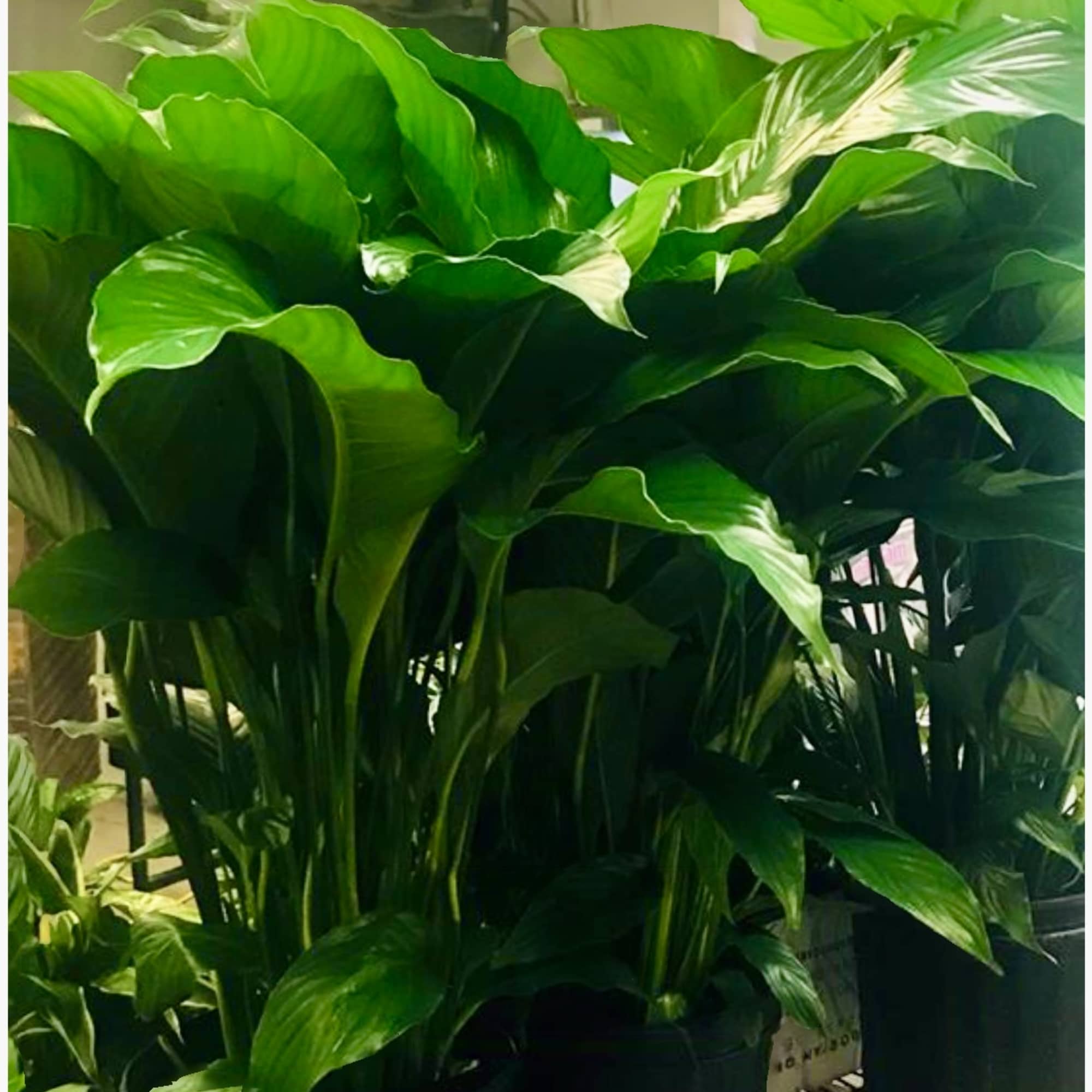 This beauty represents tranquility and peace and is a follow up to