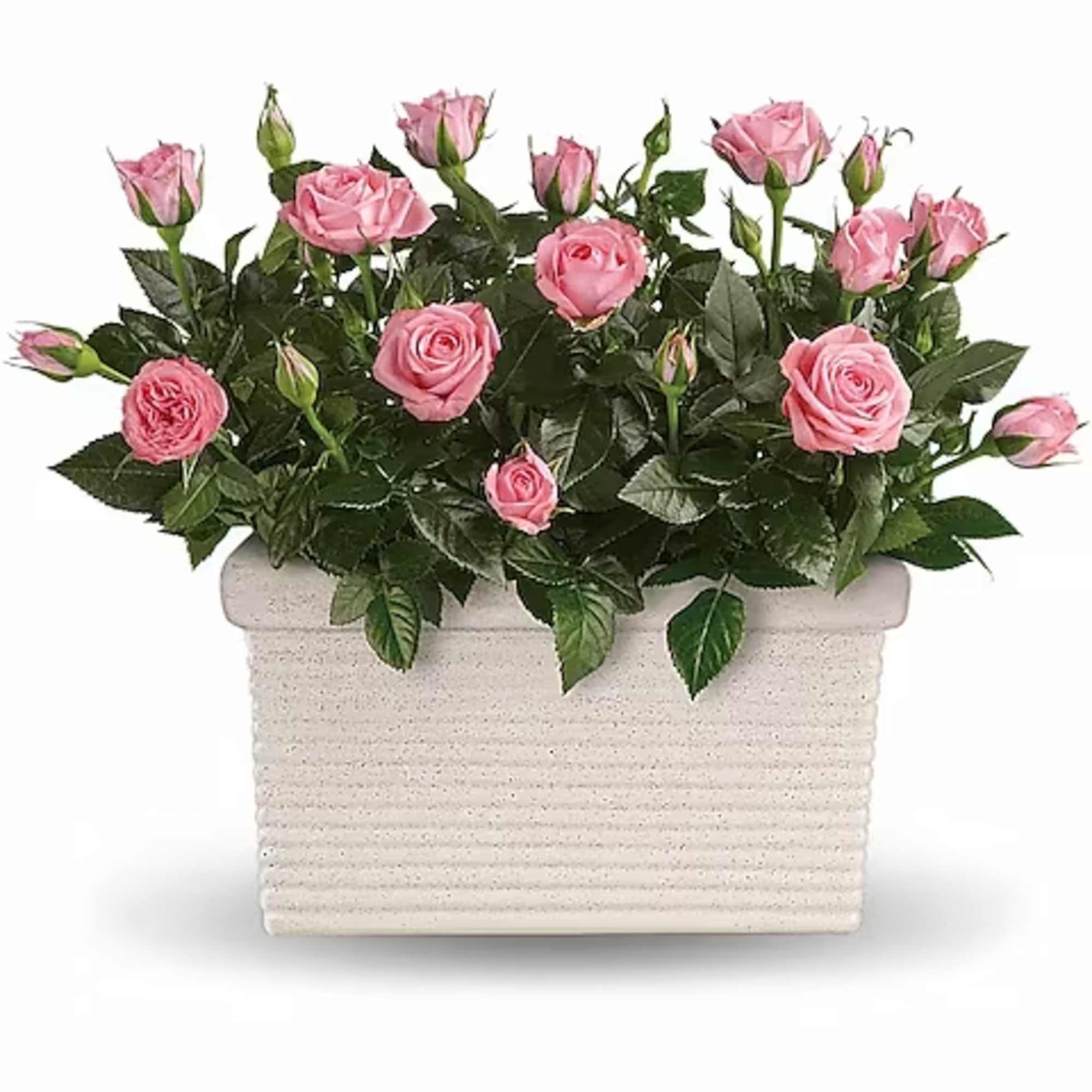 Send a state of instant tranquility with this miniature rose garden! The