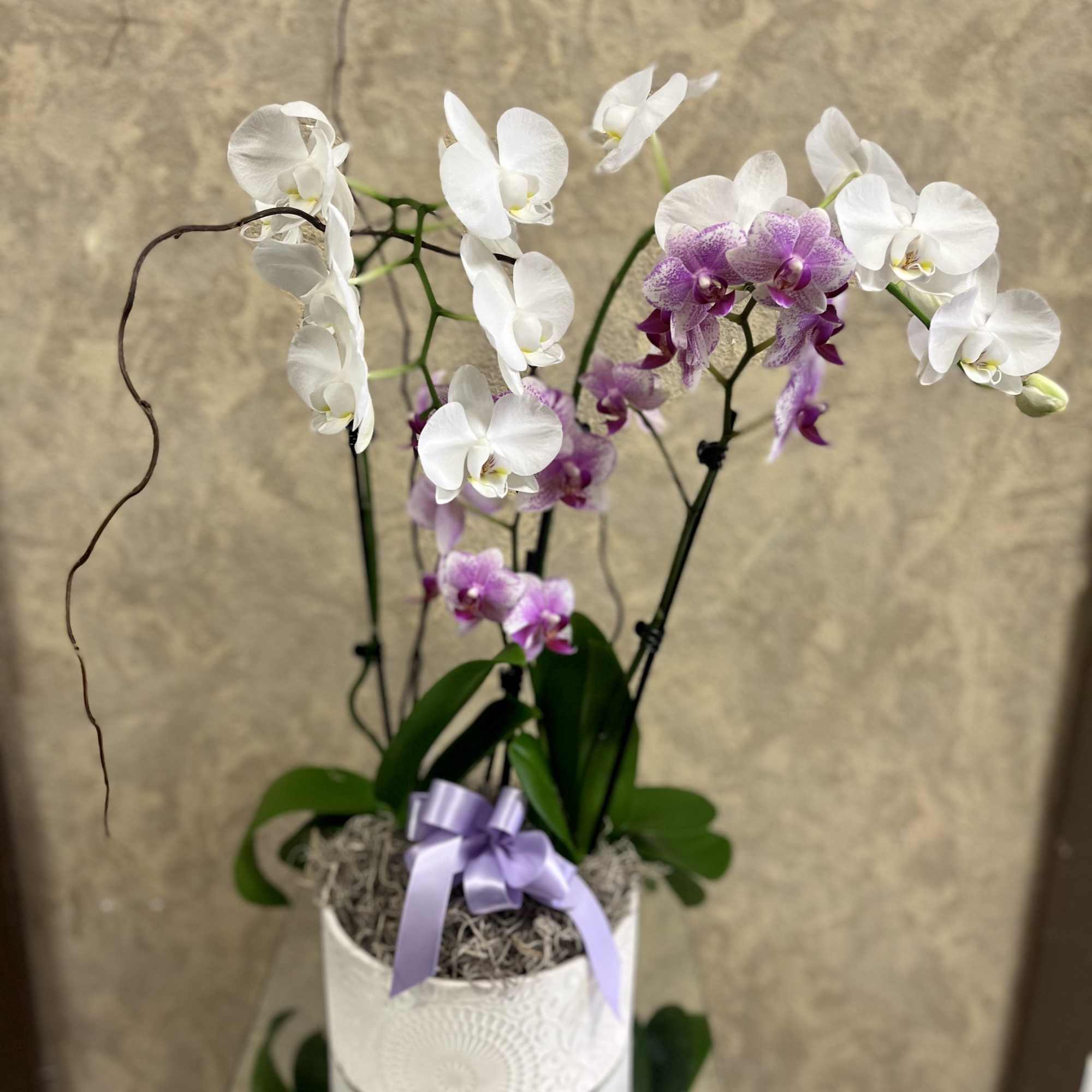 Two colors Double Stem Phalaenopsis Orchid Plant in a white planter with