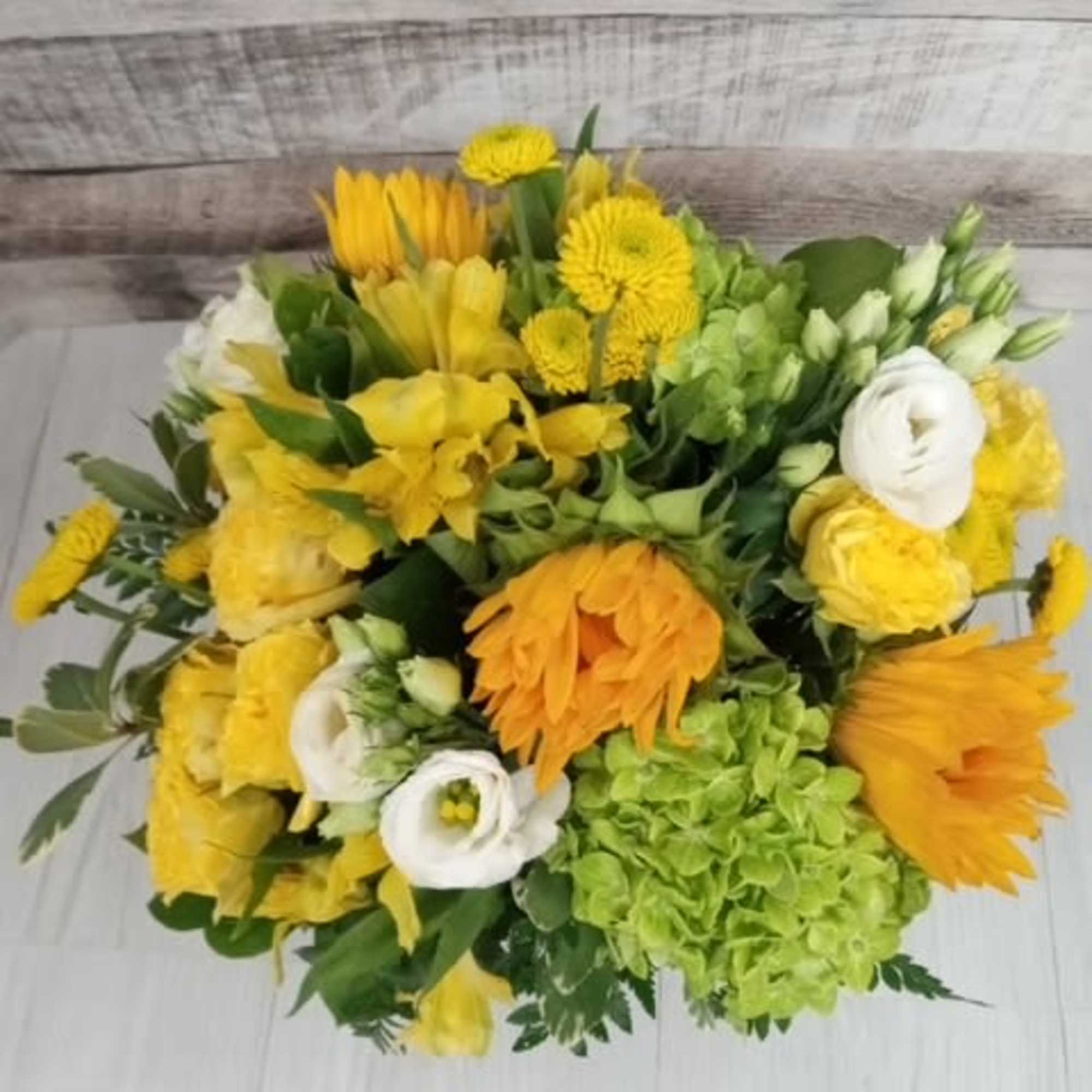 サントリー - sunflower Vincent®s - Sakata Ornamentals