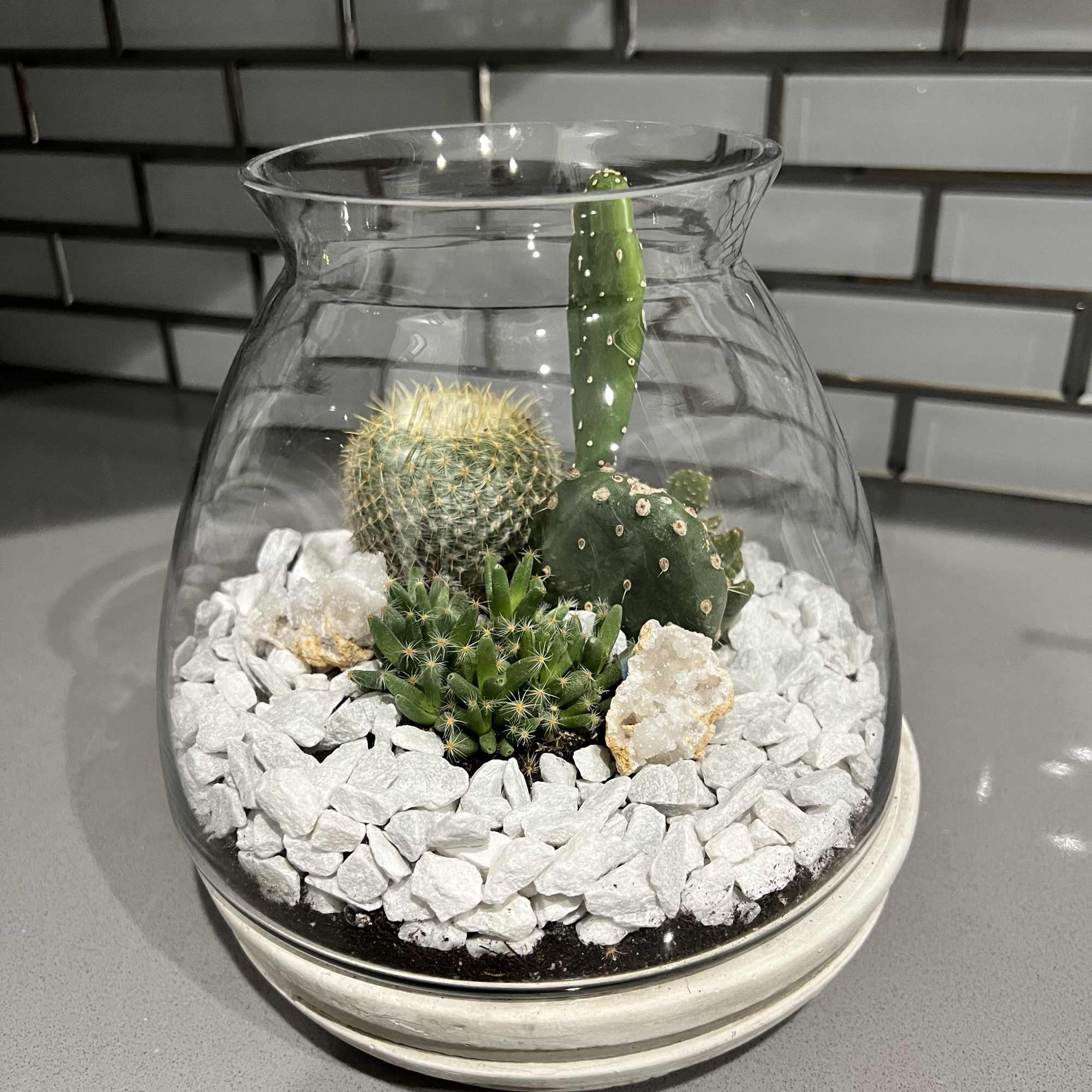 Cactus terrarium
