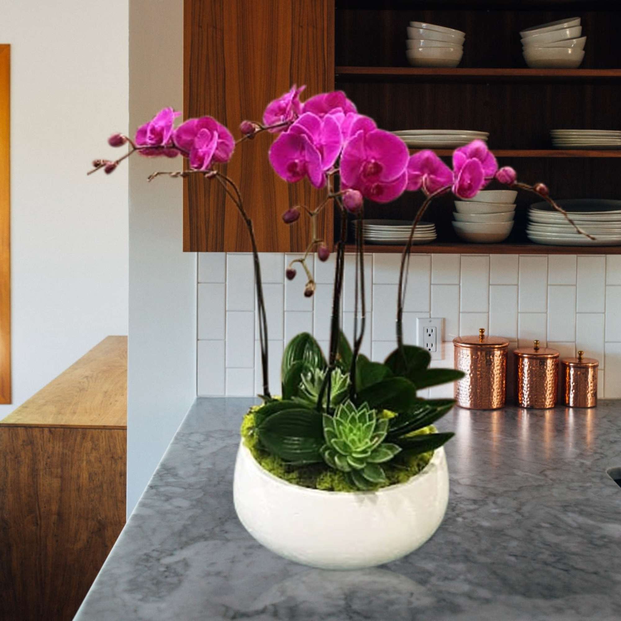  Purple orchids can represent Royalty and Admiration , and are traditionally