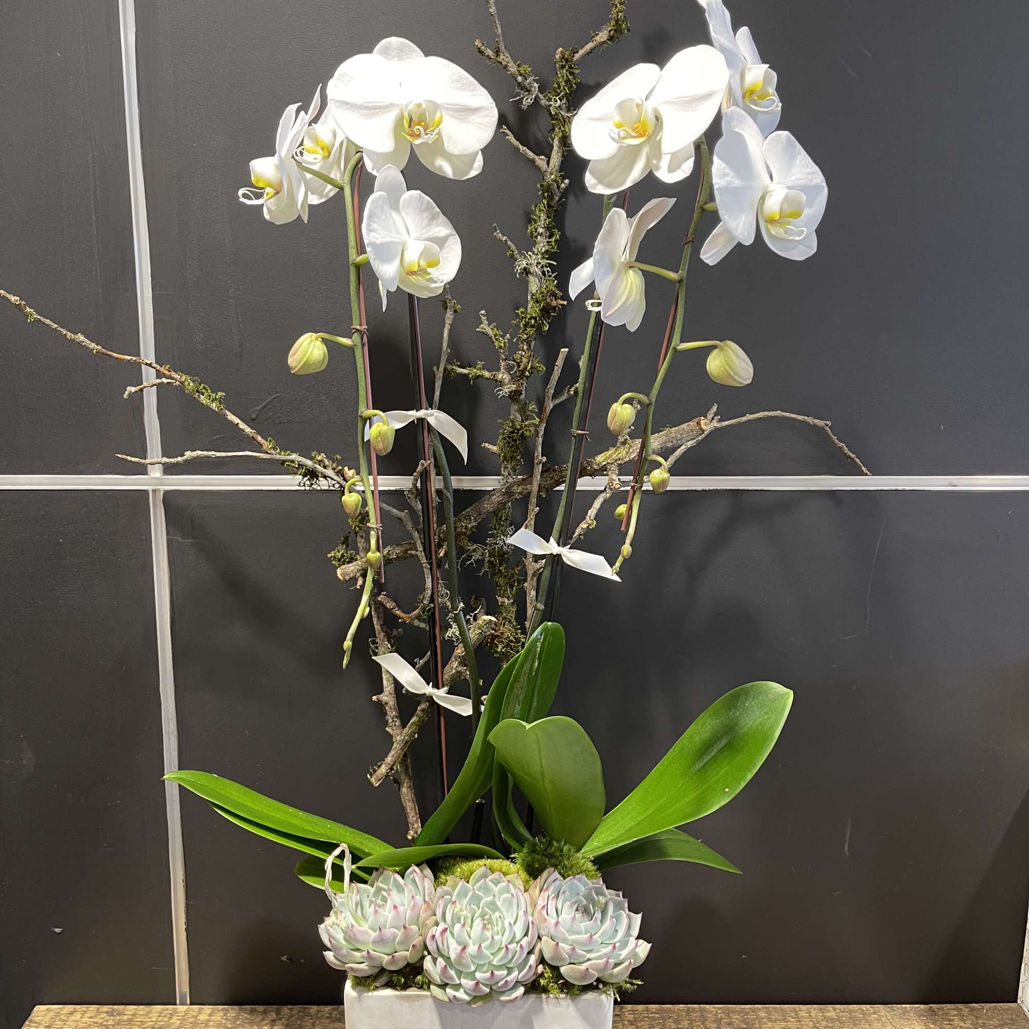 2 elegant cascading white Phal. Orchids in a concrete container with 3