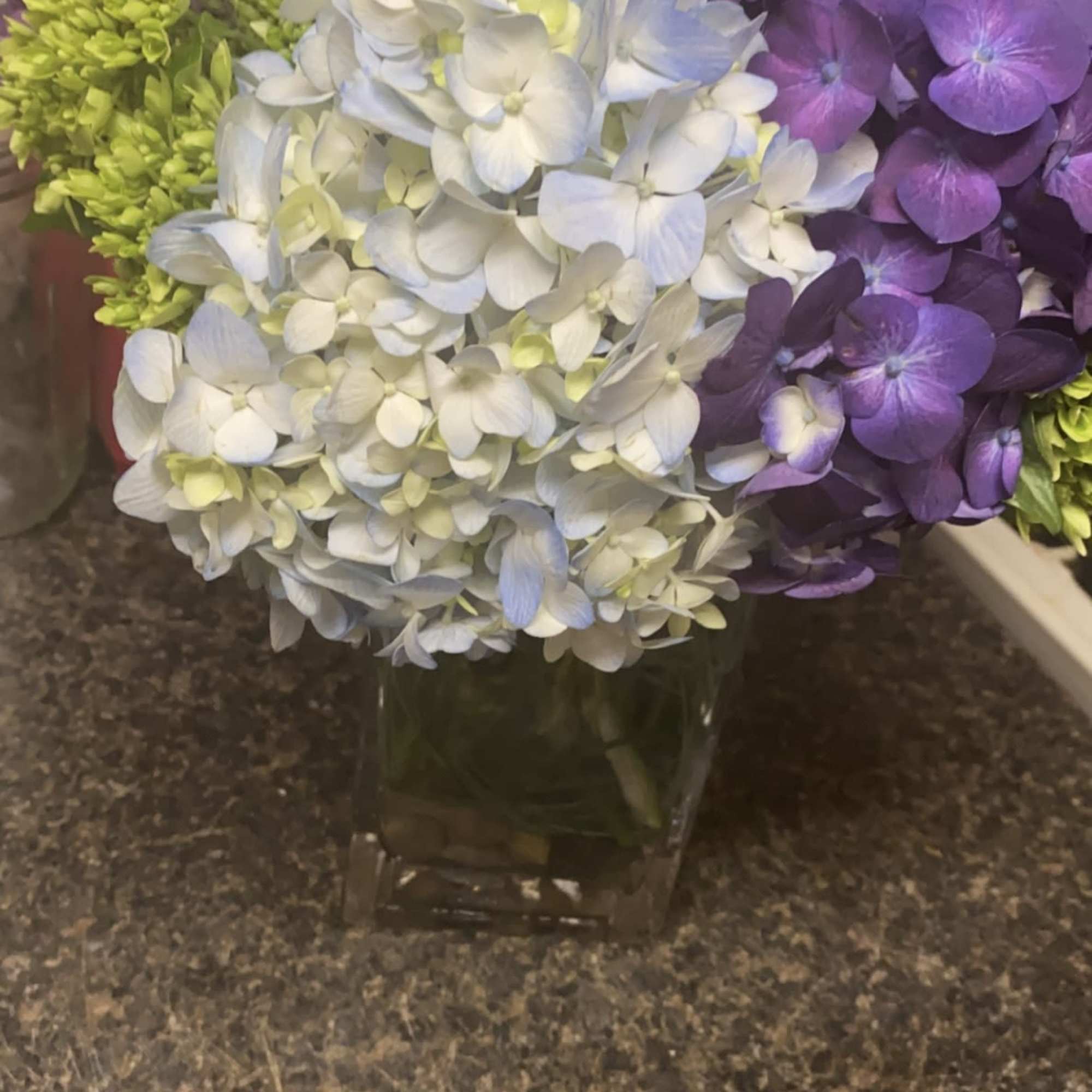Premium hydrangeas, perfect for any occassion