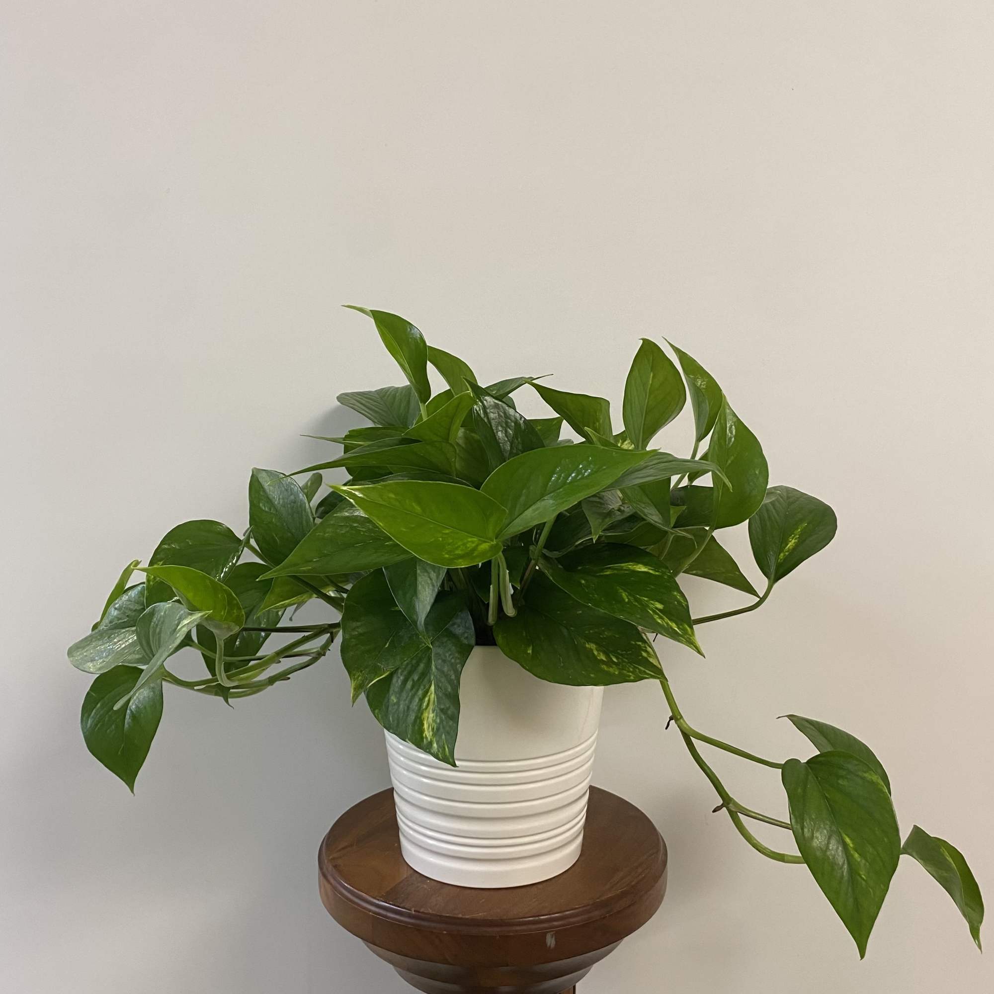 Easy care green plant in a keepsake container! Easy care green plant in a keepsake container!