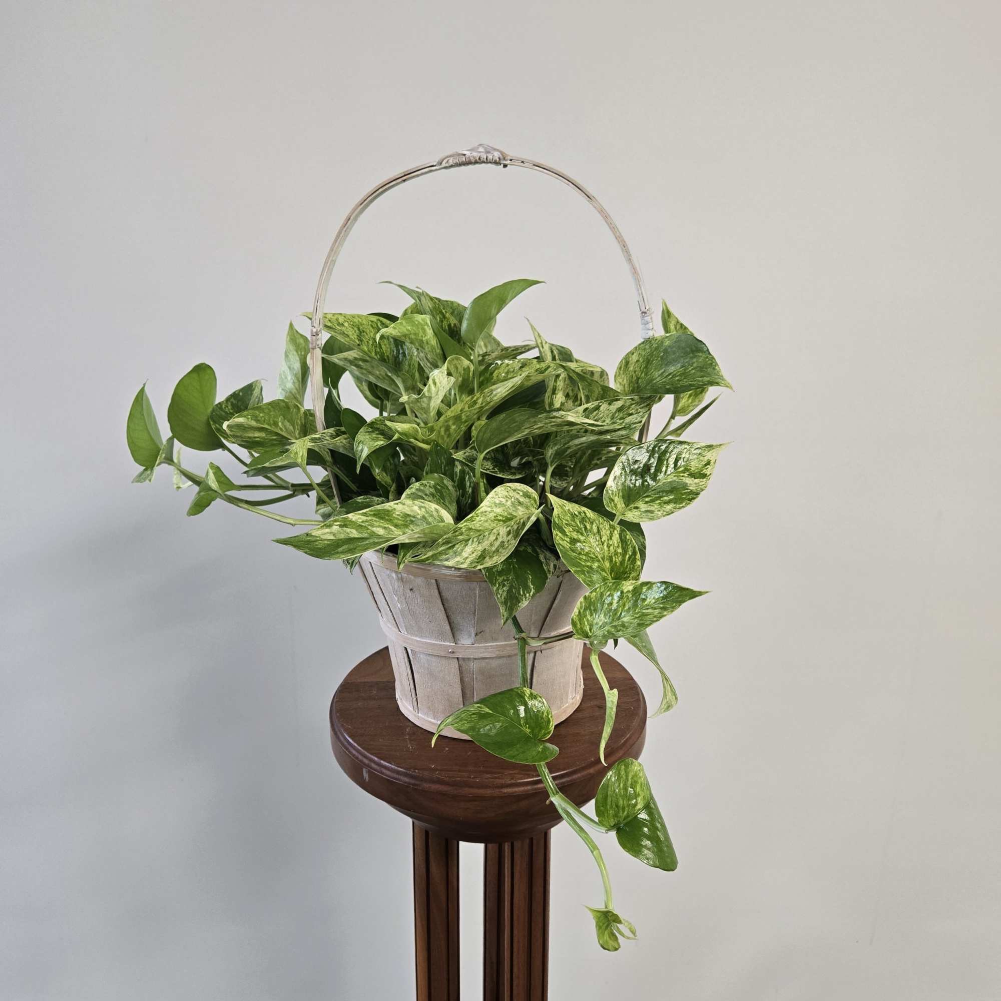 Easy care green plant in a keepsake container! Easy care green plant in a keepsake container!