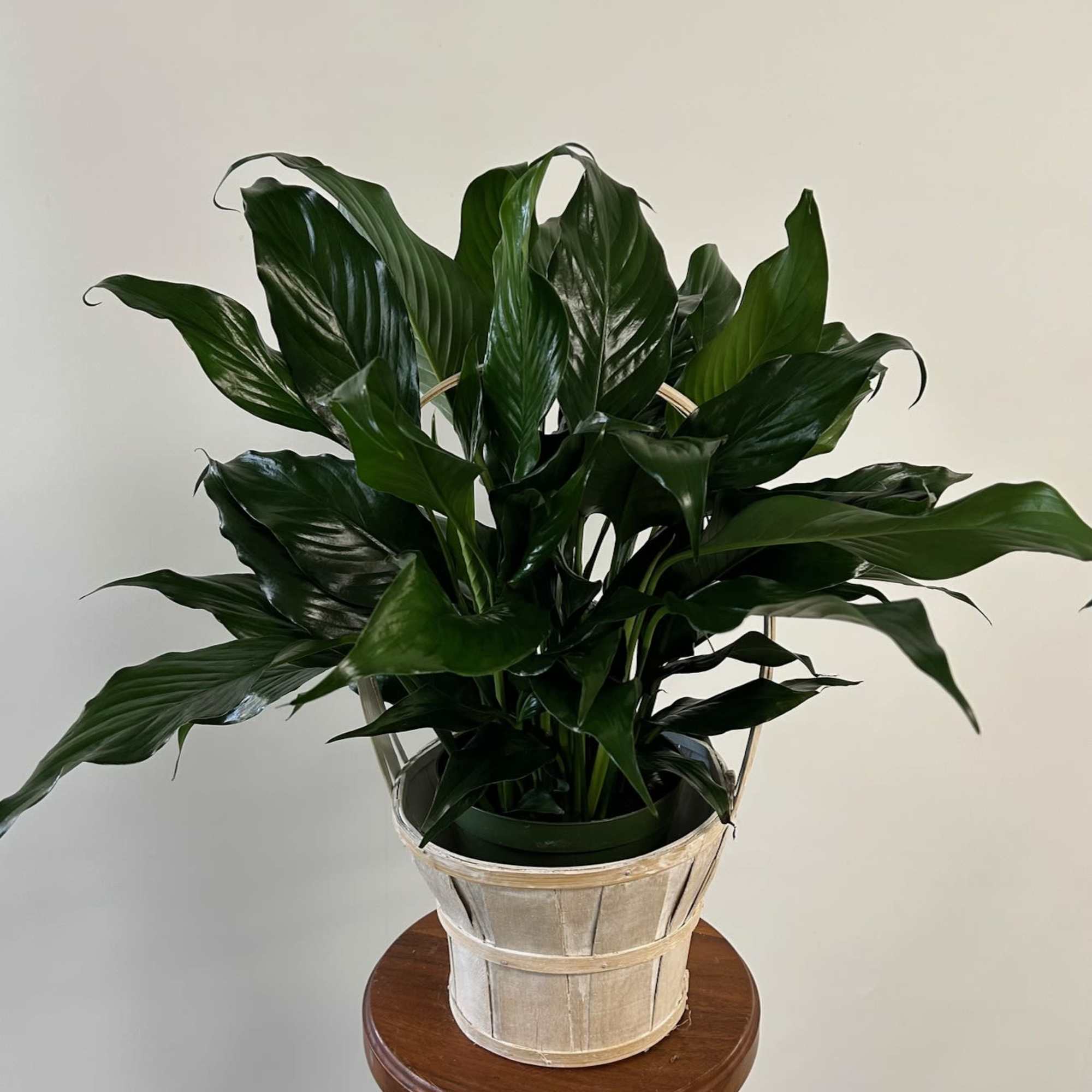 Popular, easy care plant. (6 inch size)
Container will vary Popular, easy care plant. (6 inch size)
Container will vary