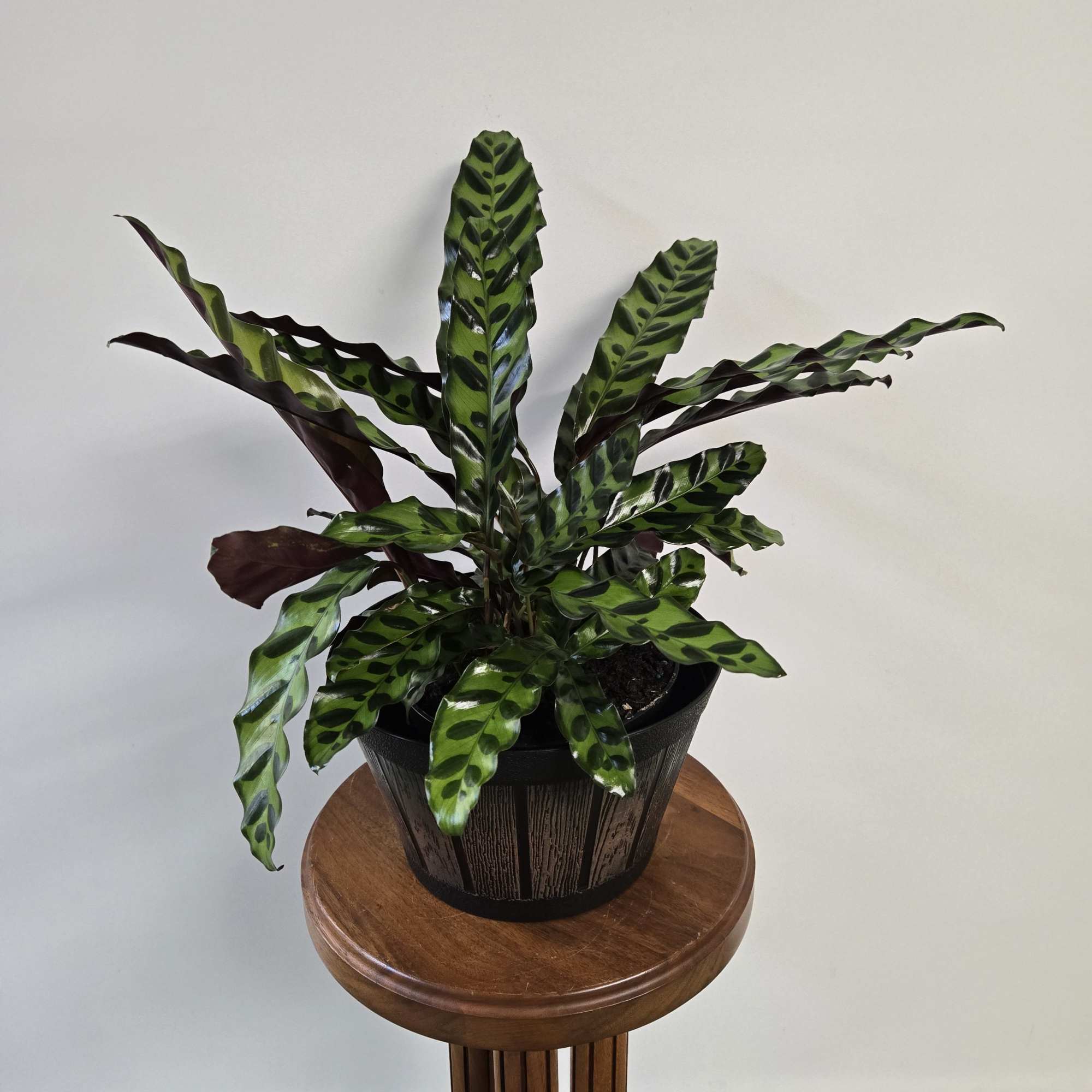 Unique green plant with ridged, variegated leaves.