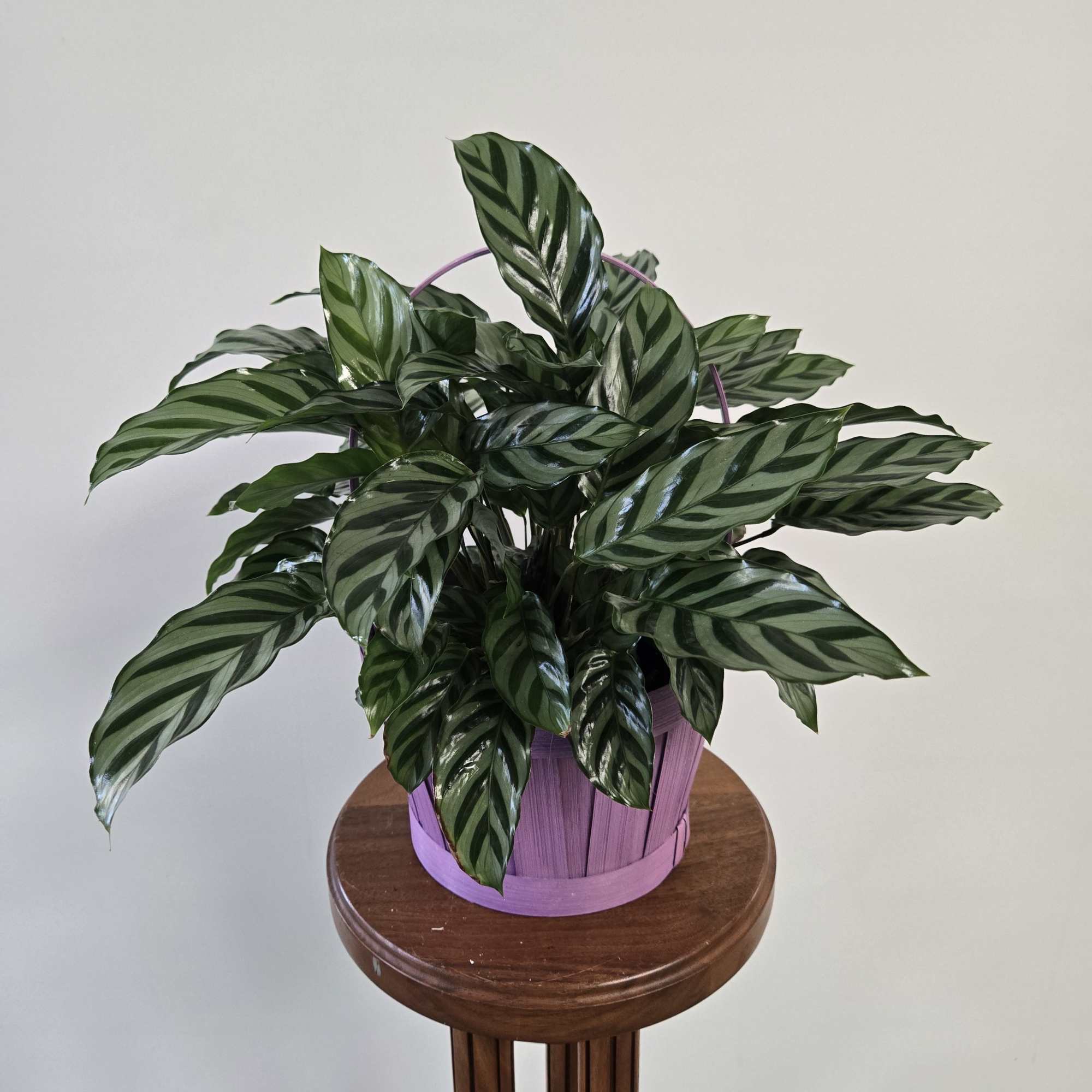 Unique green plant with ridged, variegated leaves.