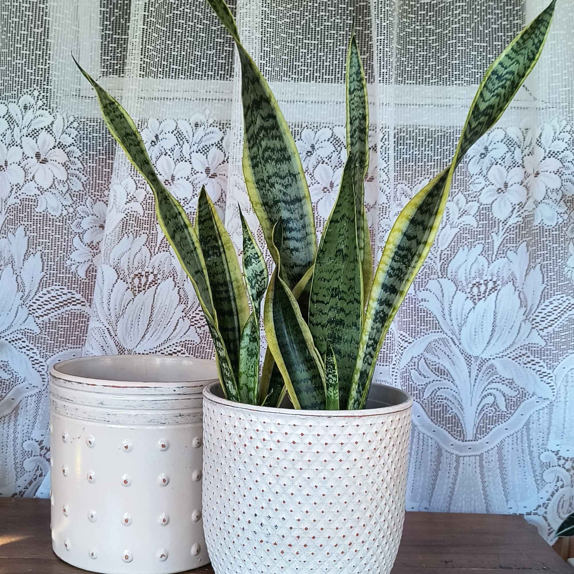 Aka Snake Plant or Mother In Laws Tongue. Doesn't ever household need Aka Snake Plant or Mother In Laws Tongue. Doesn't ever household need
