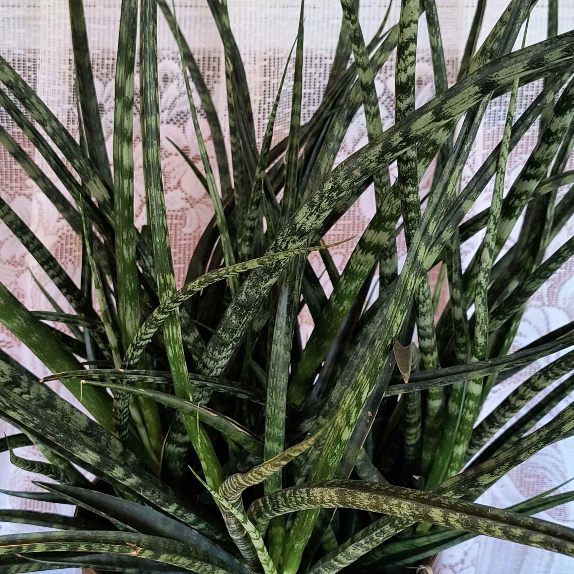 Aka Snake Plant or Mother In Laws Tongue. Doesn't ever household need Aka Snake Plant or Mother In Laws Tongue. Doesn't ever household need