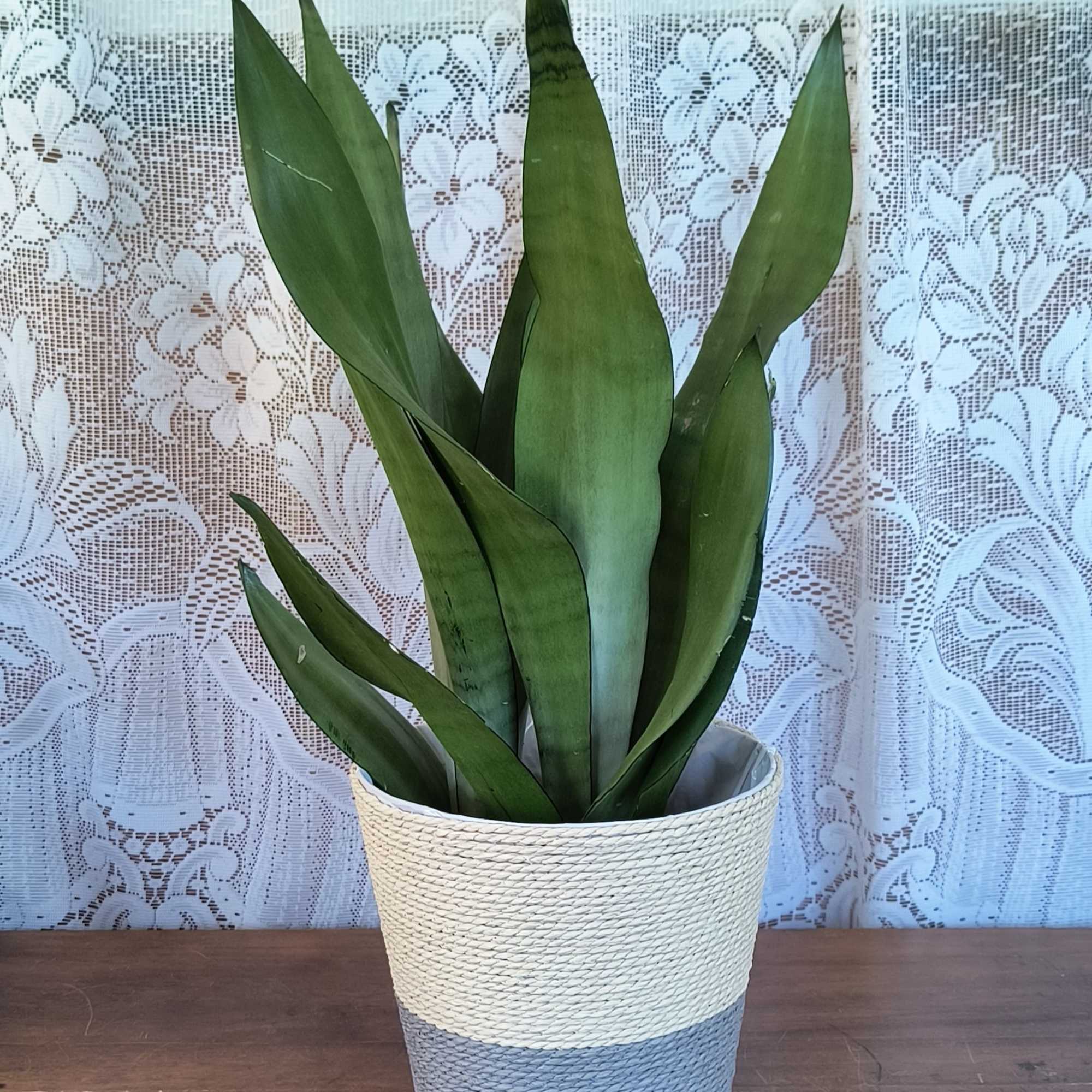 Aka Snake Plant or Mother In Laws Tongue. Doesn't ever household need Aka Snake Plant or Mother In Laws Tongue. Doesn't ever household need