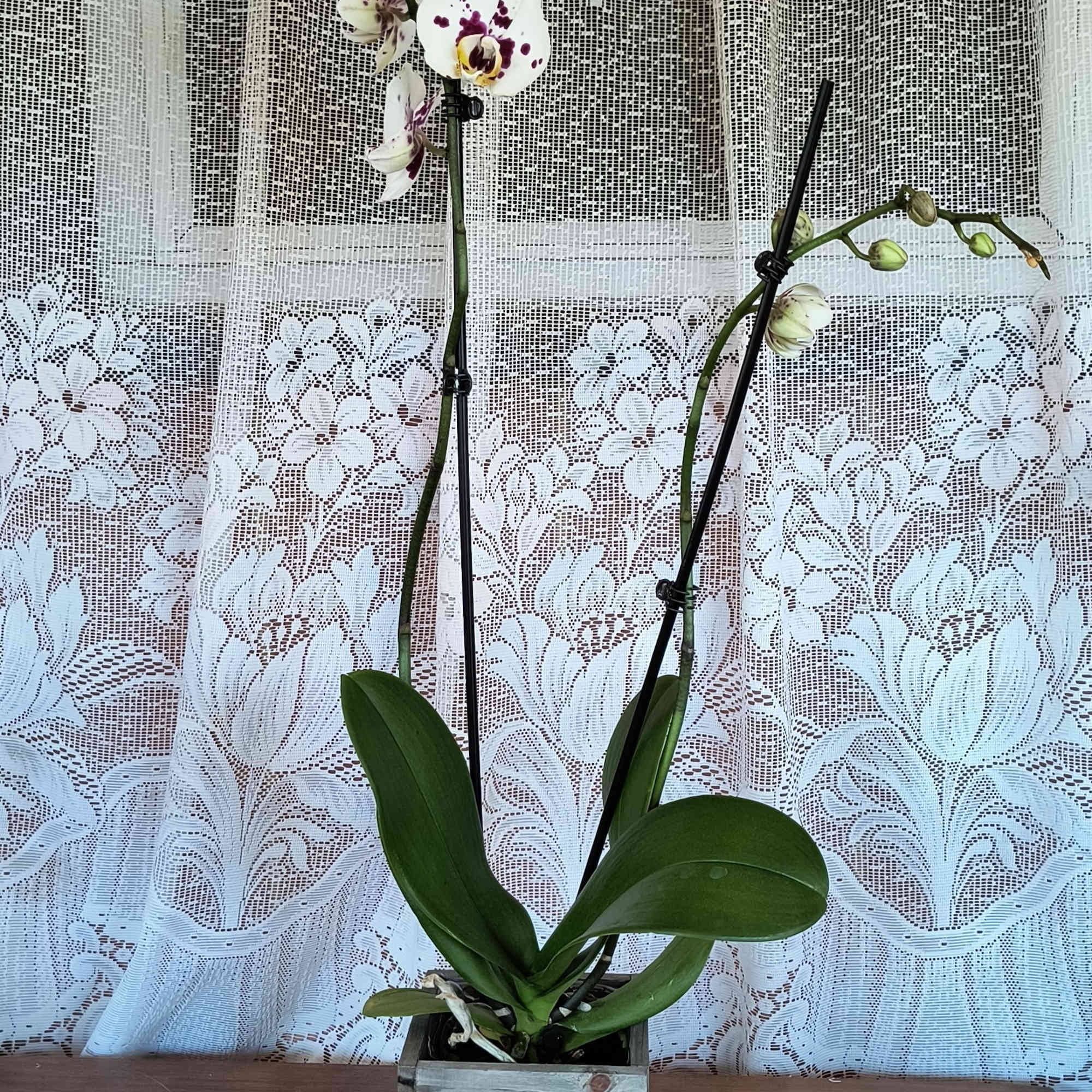 Elegant and precious the blooms of an orchid. This plant is displayed