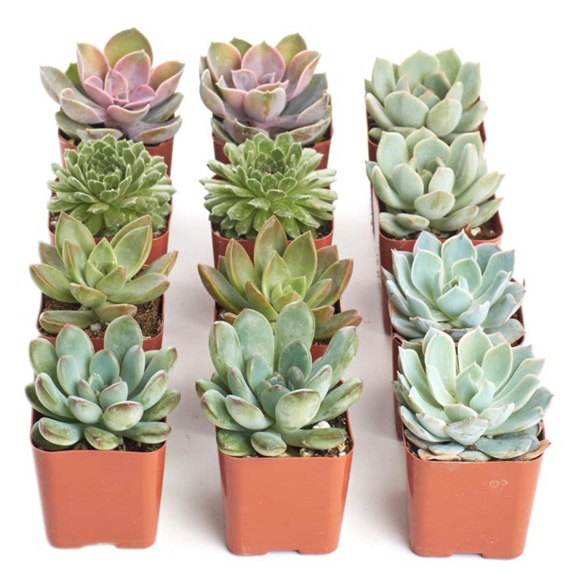 Arranged in a small mason jar is a cute little guy waiting