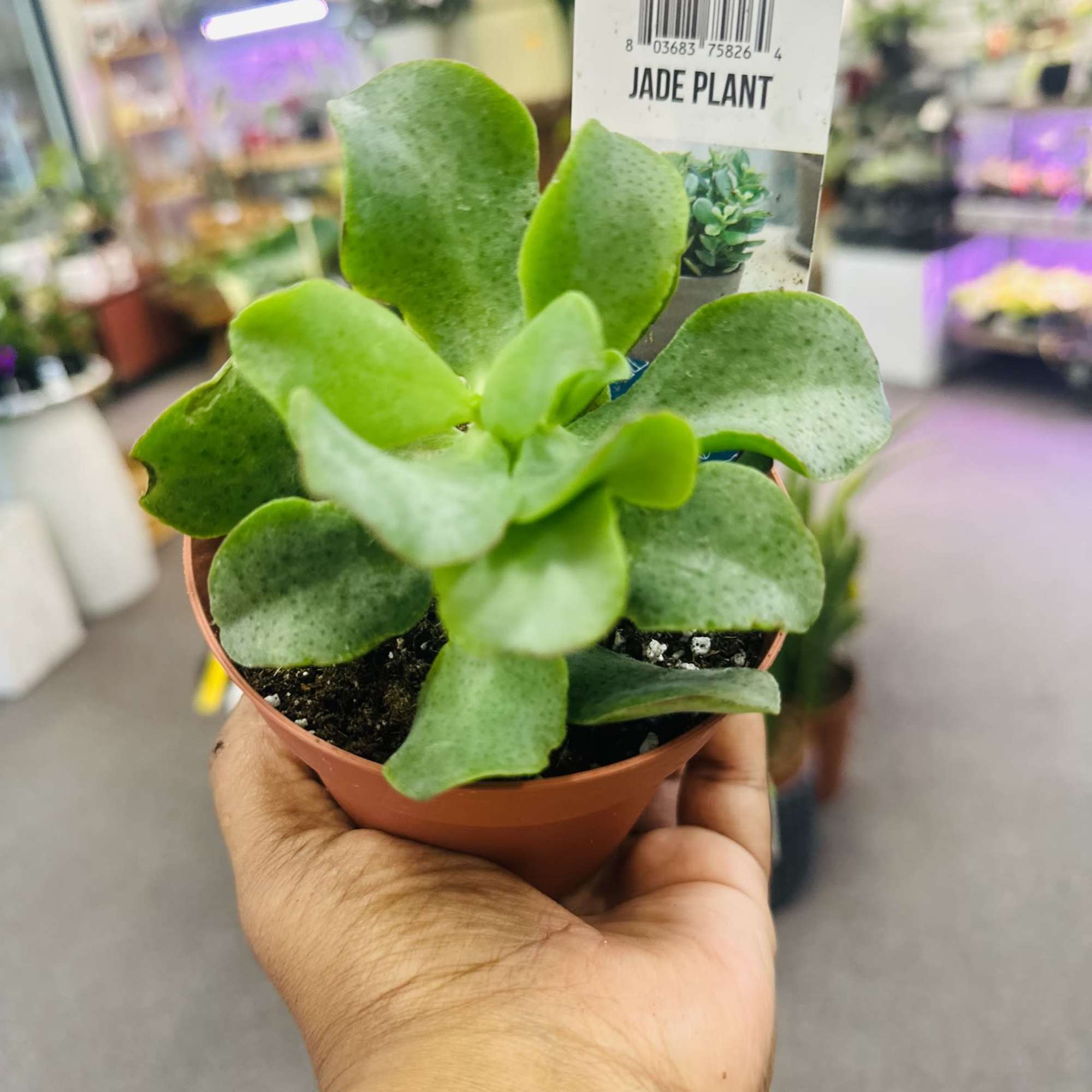 Easiest tropical plants to grow indoors, they tolerate all kinds of neglect