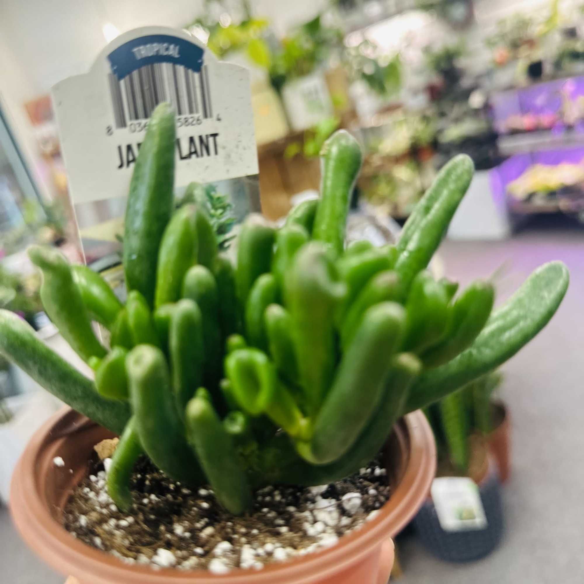 Easiest tropical plants to grow indoors, they tolerate all kinds of neglect