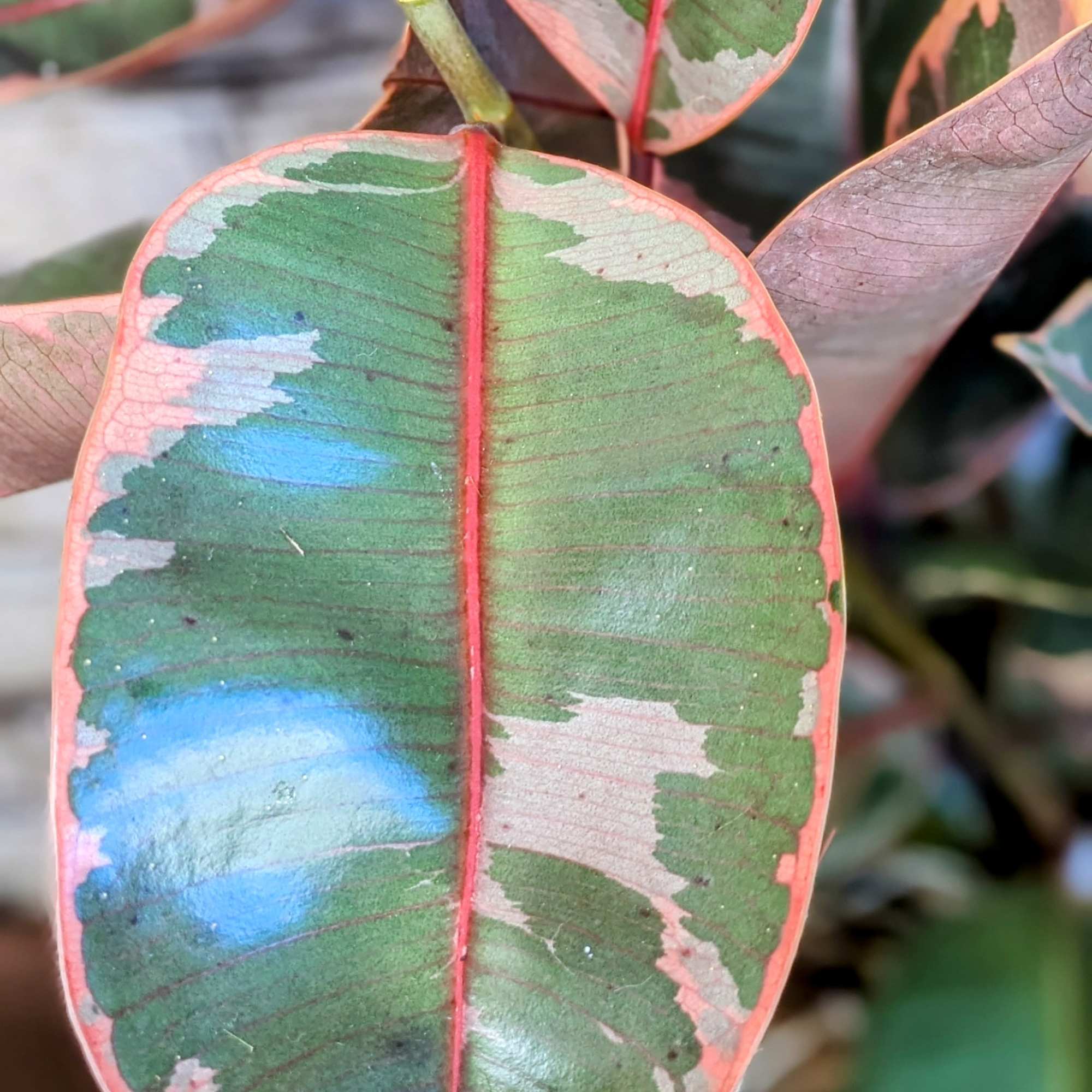 A variegated Rubber (Ficus) plant, known for its striking appearance, features glossy A variegated Rubber (Ficus) plant, known for its striking appearance, features glossy