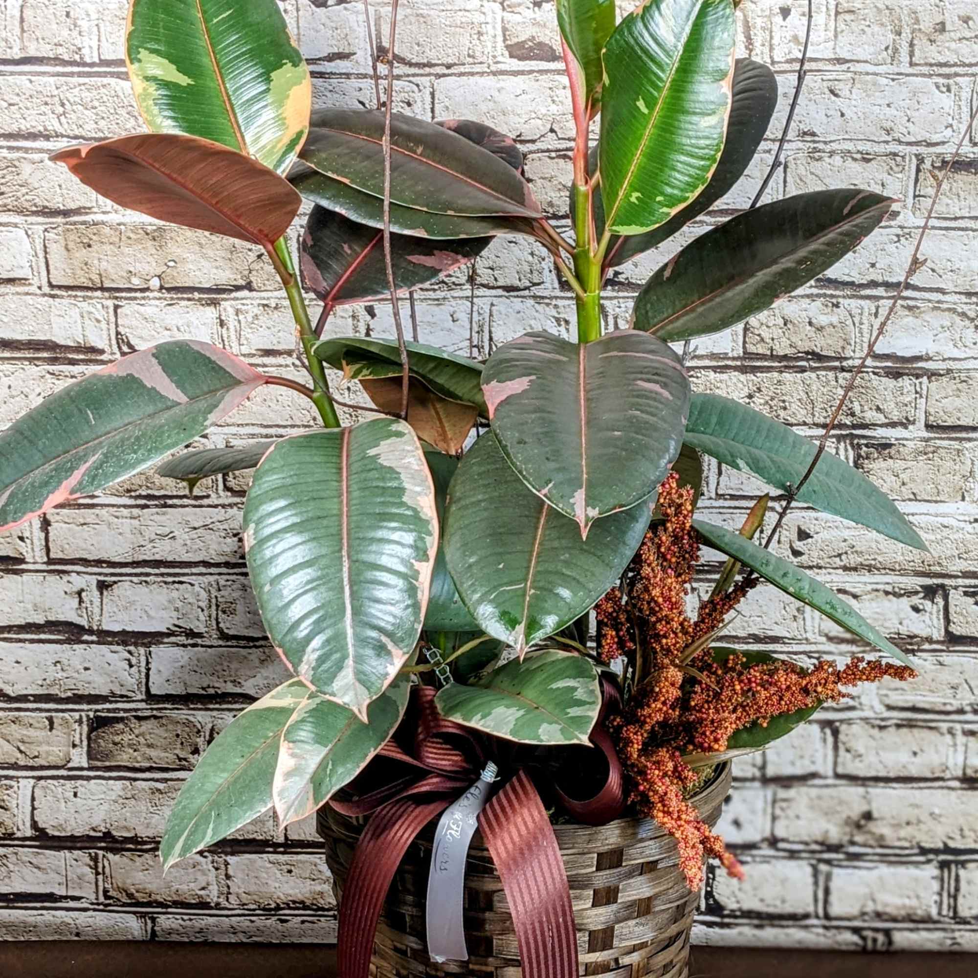 A variegated Rubber (Ficus) plant, known for its striking appearance, features glossy A variegated Rubber (Ficus) plant, known for its striking appearance, features glossy