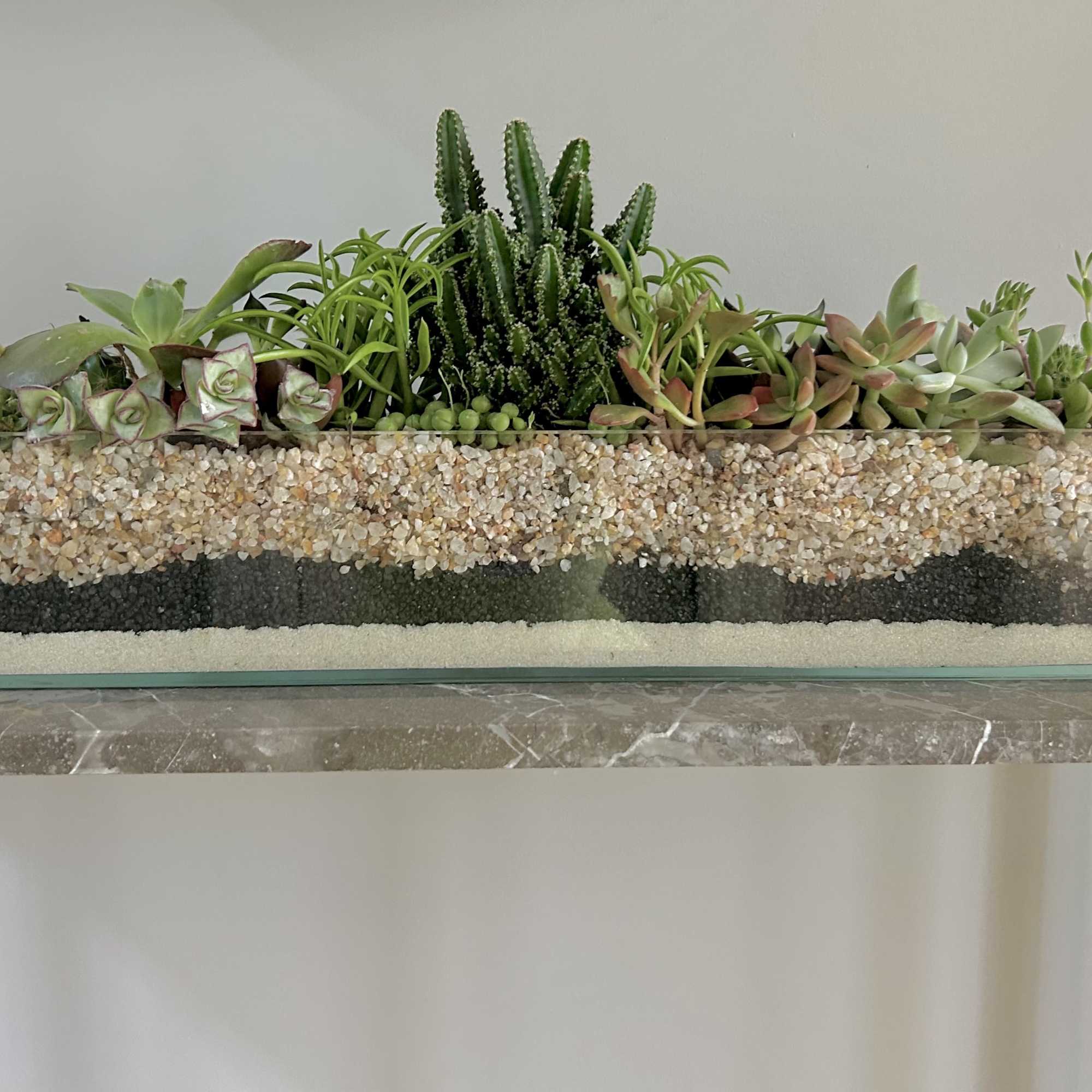 Just what it sounds like but more beautiful.  The sleek succulent