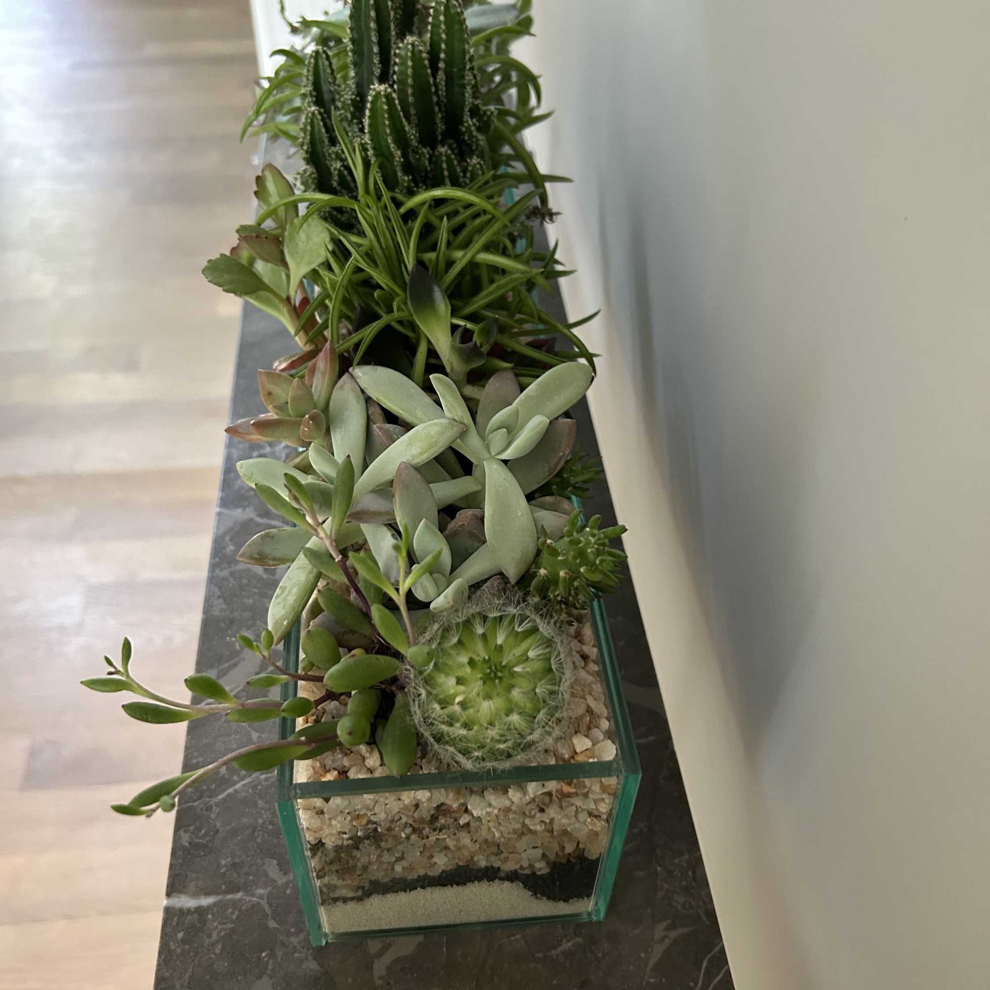 Just what it sounds like but more beautiful.  The sleek succulent