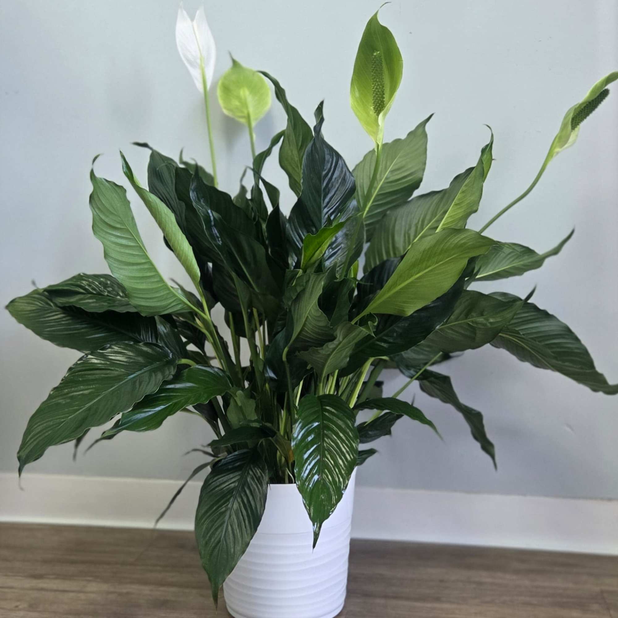 A tall reaching spathiphyllum plant, also known as a peace lily, set A tall reaching spathiphyllum plant, also known as a peace lily, set