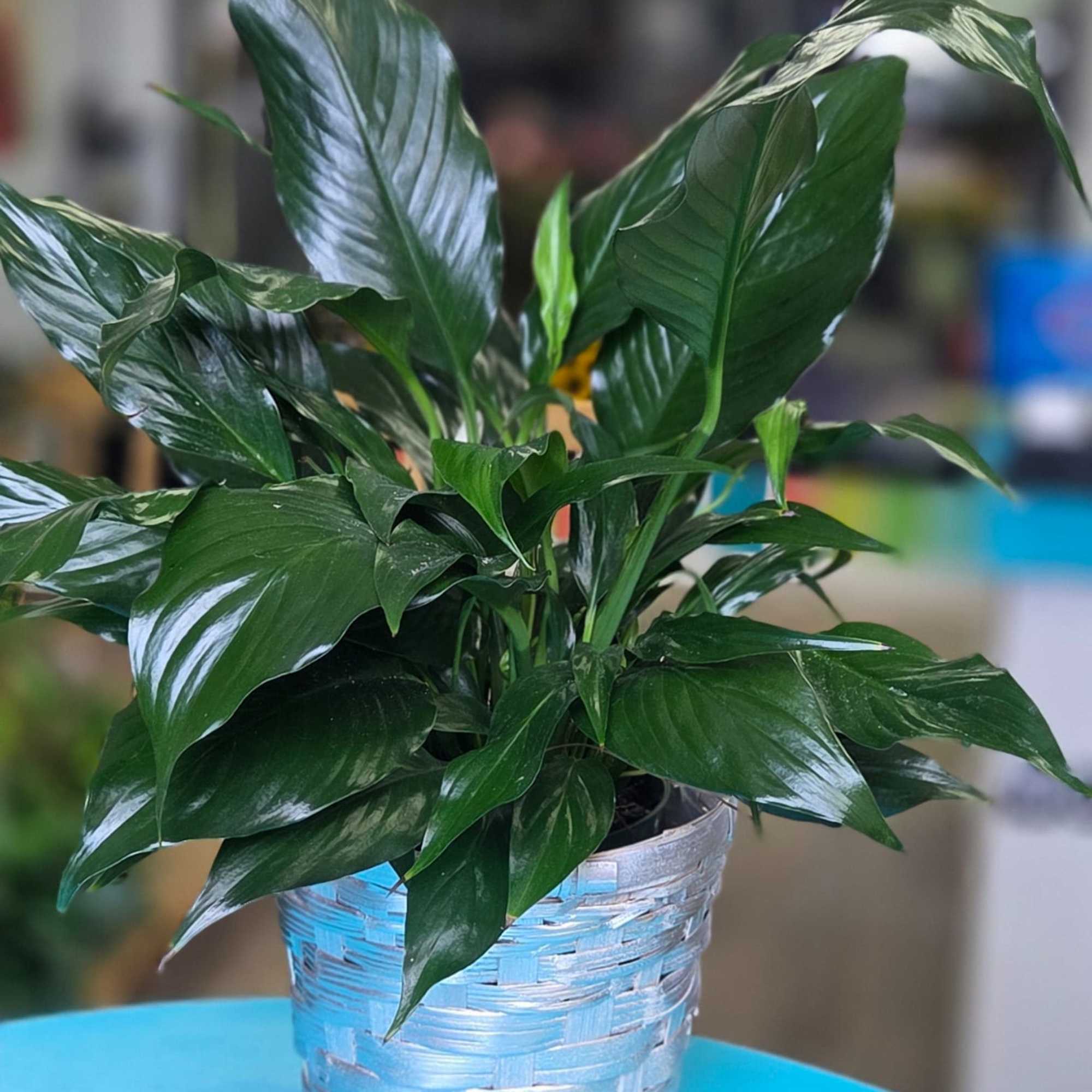 A tall reaching spathiphyllum plant, also known as a peace lily, set A tall reaching spathiphyllum plant, also known as a peace lily, set