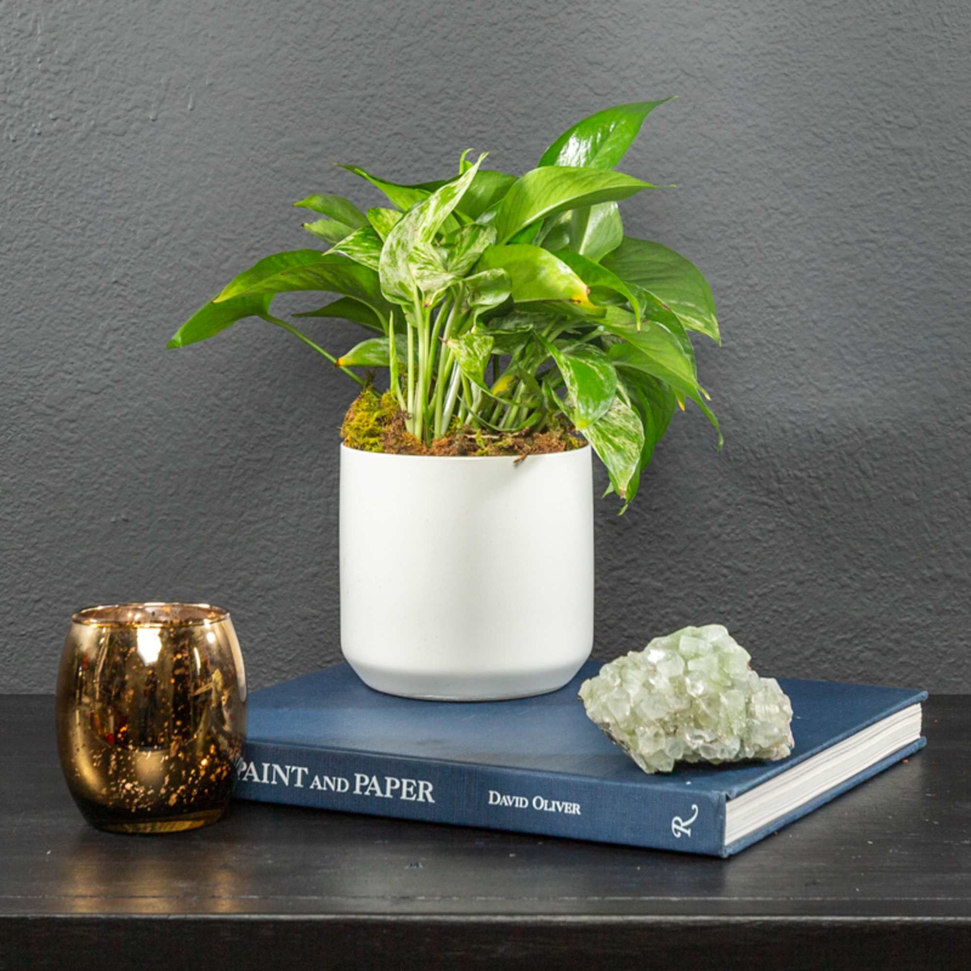 A large Pothos Plant that updates any living space. Pothos Plant&#039;s are