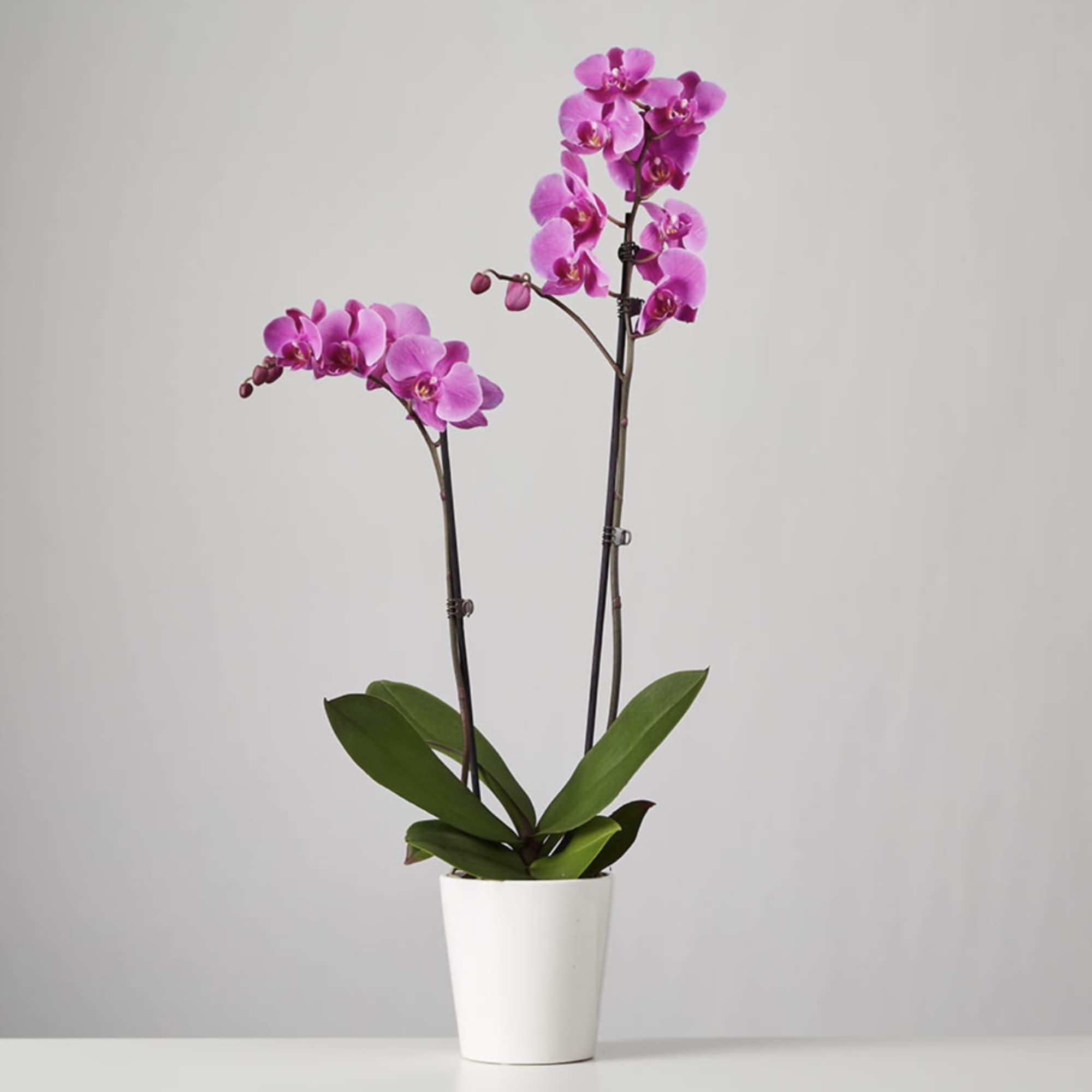 Simply glorious! The elegant dance of the phalaenopsis orchids takes center stage Simply glorious! The elegant dance of the phalaenopsis orchids takes center stage