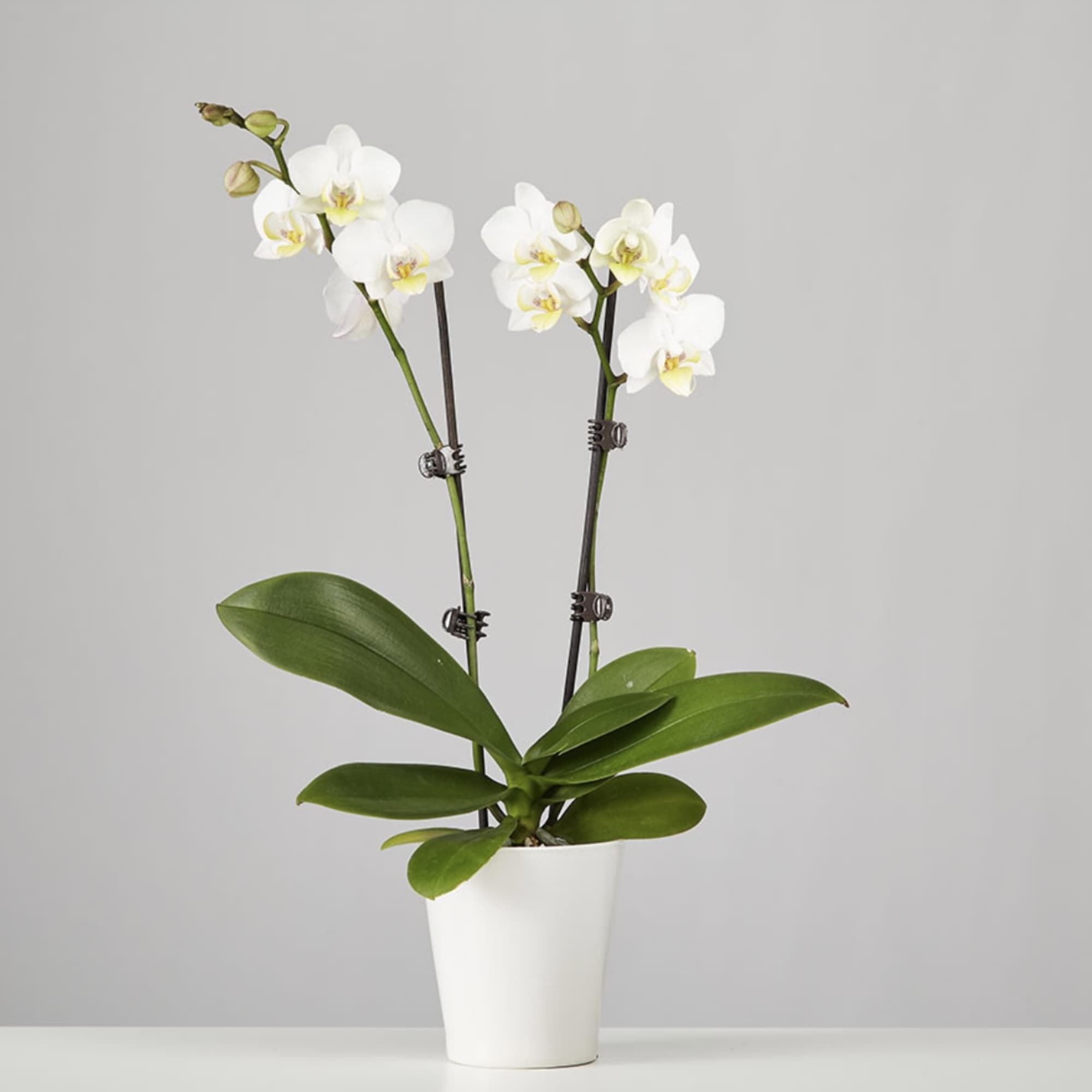 Simply glorious! The elegant dance of the phalaenopsis orchids takes center stage Simply glorious! The elegant dance of the phalaenopsis orchids takes center stage