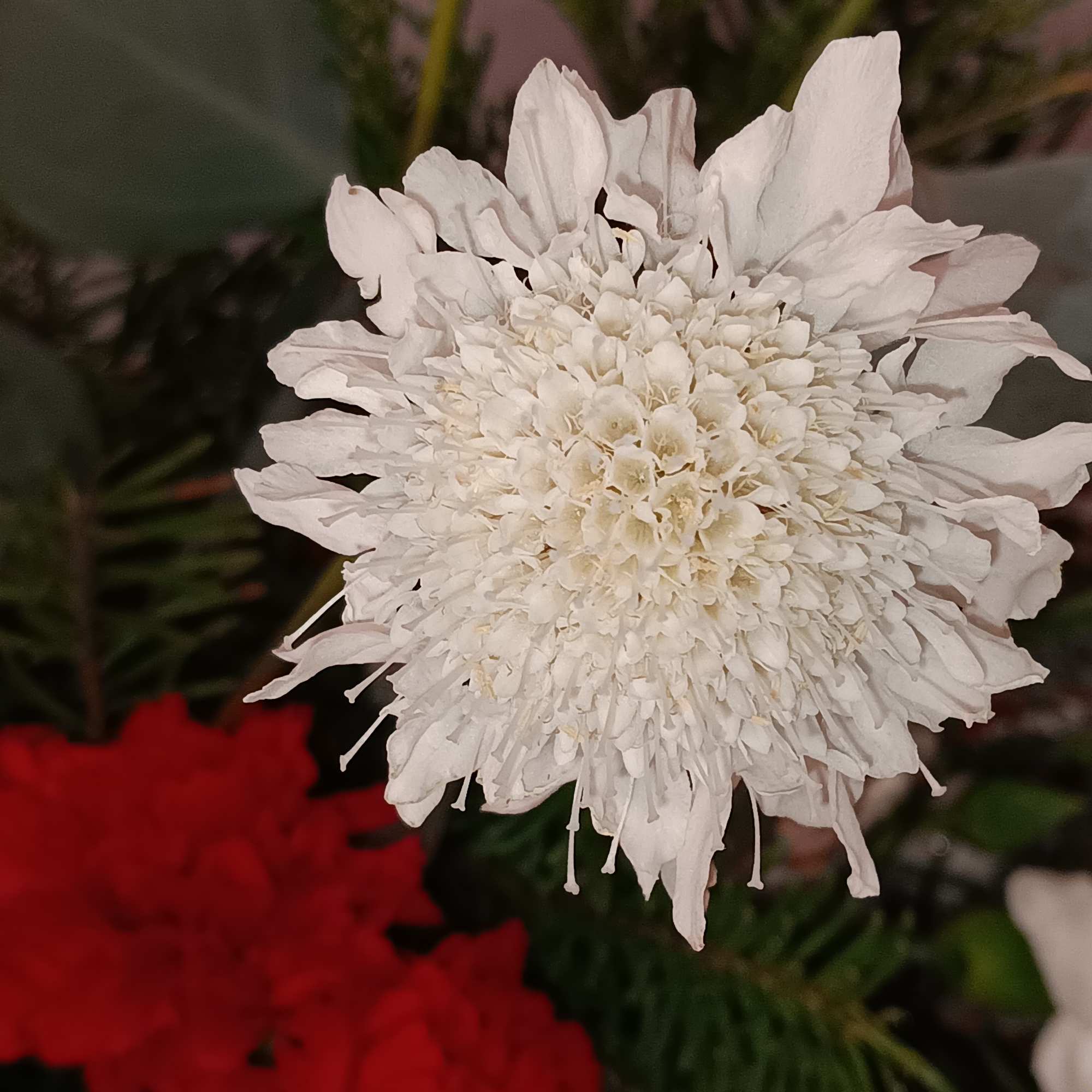 A magnificent arrangement for any holiday event. As a beautiful Christmas centerpiece