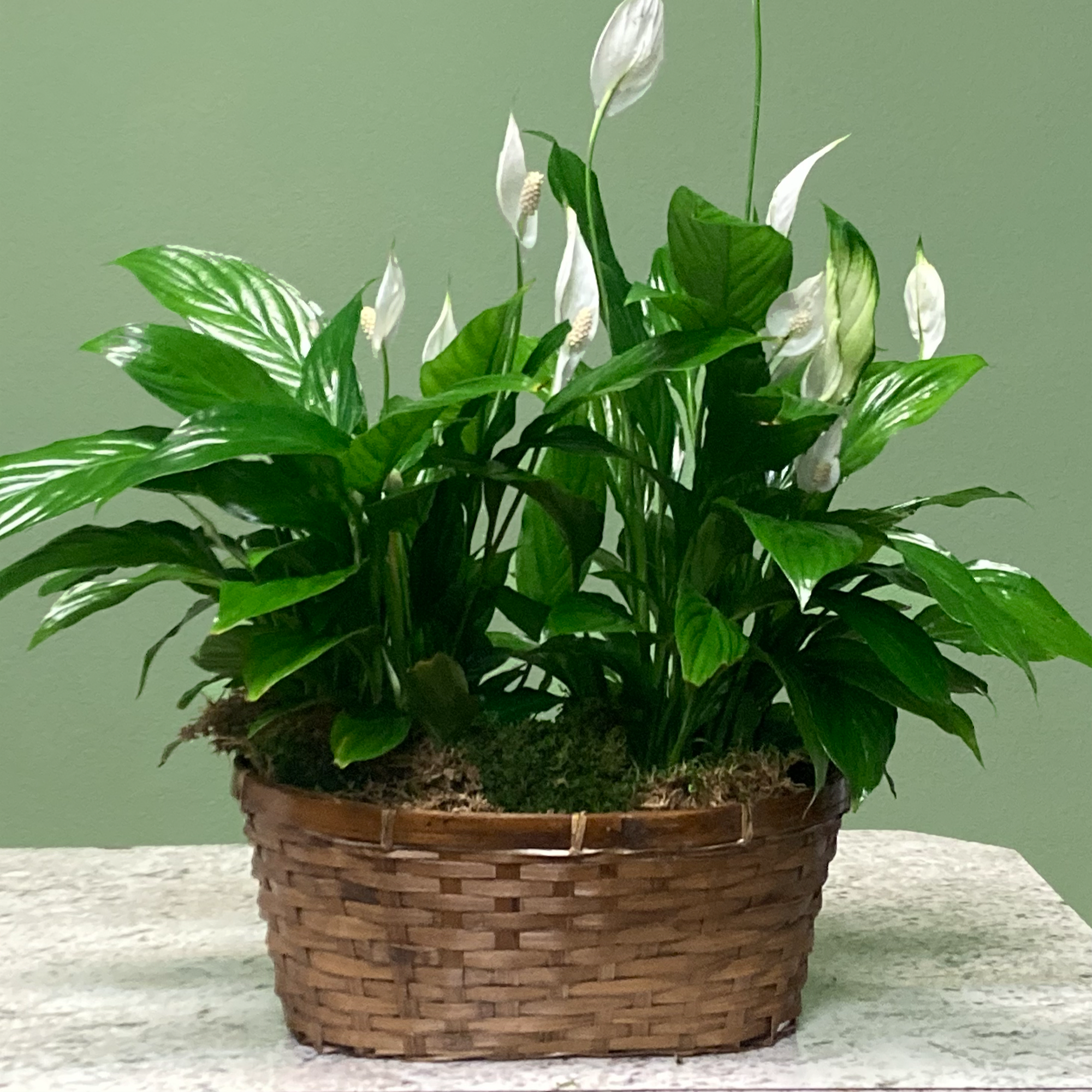 Spathiphyllum, also known as the Peace Lily, is known for both its