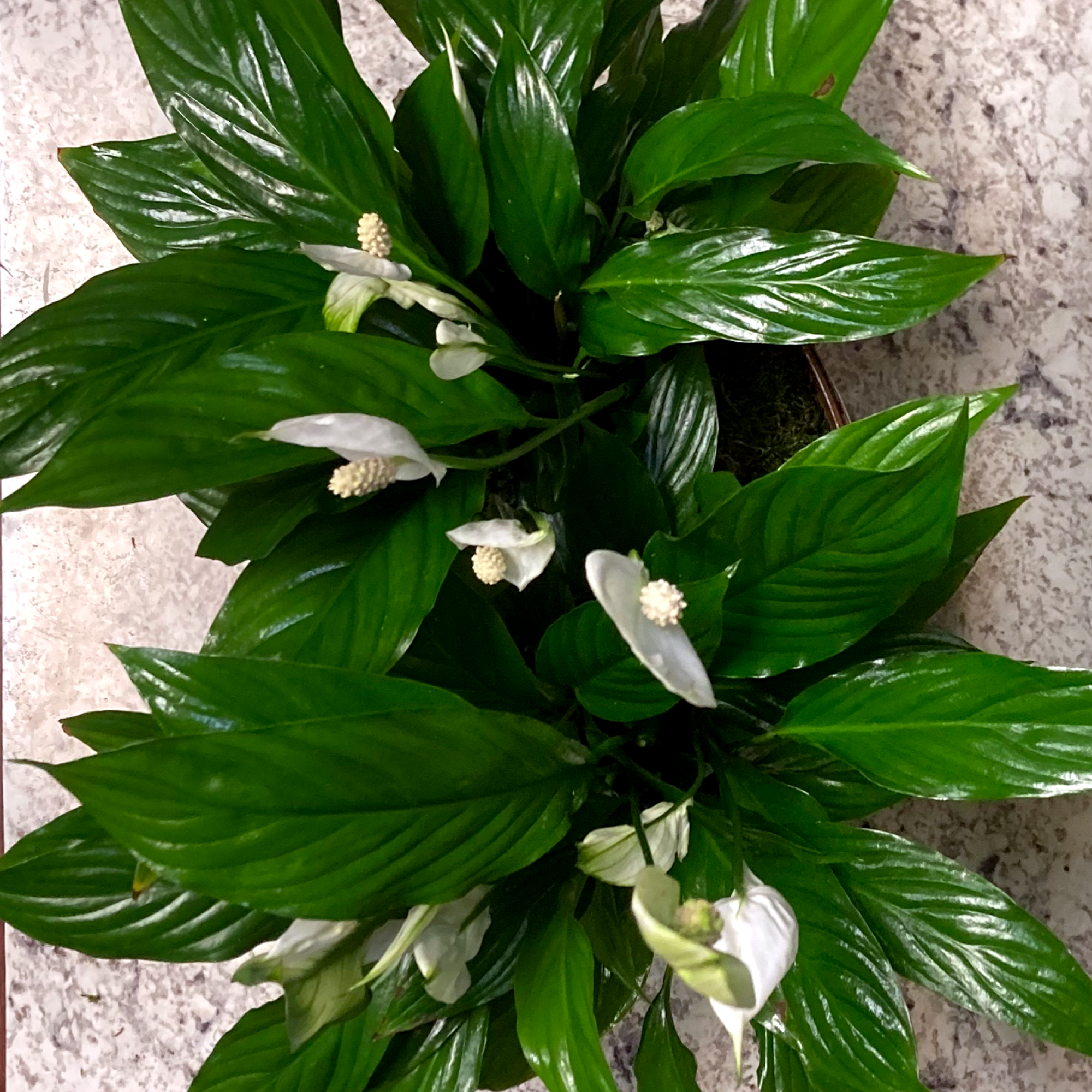 Spathiphyllum, also known as the Peace Lily, is known for both its