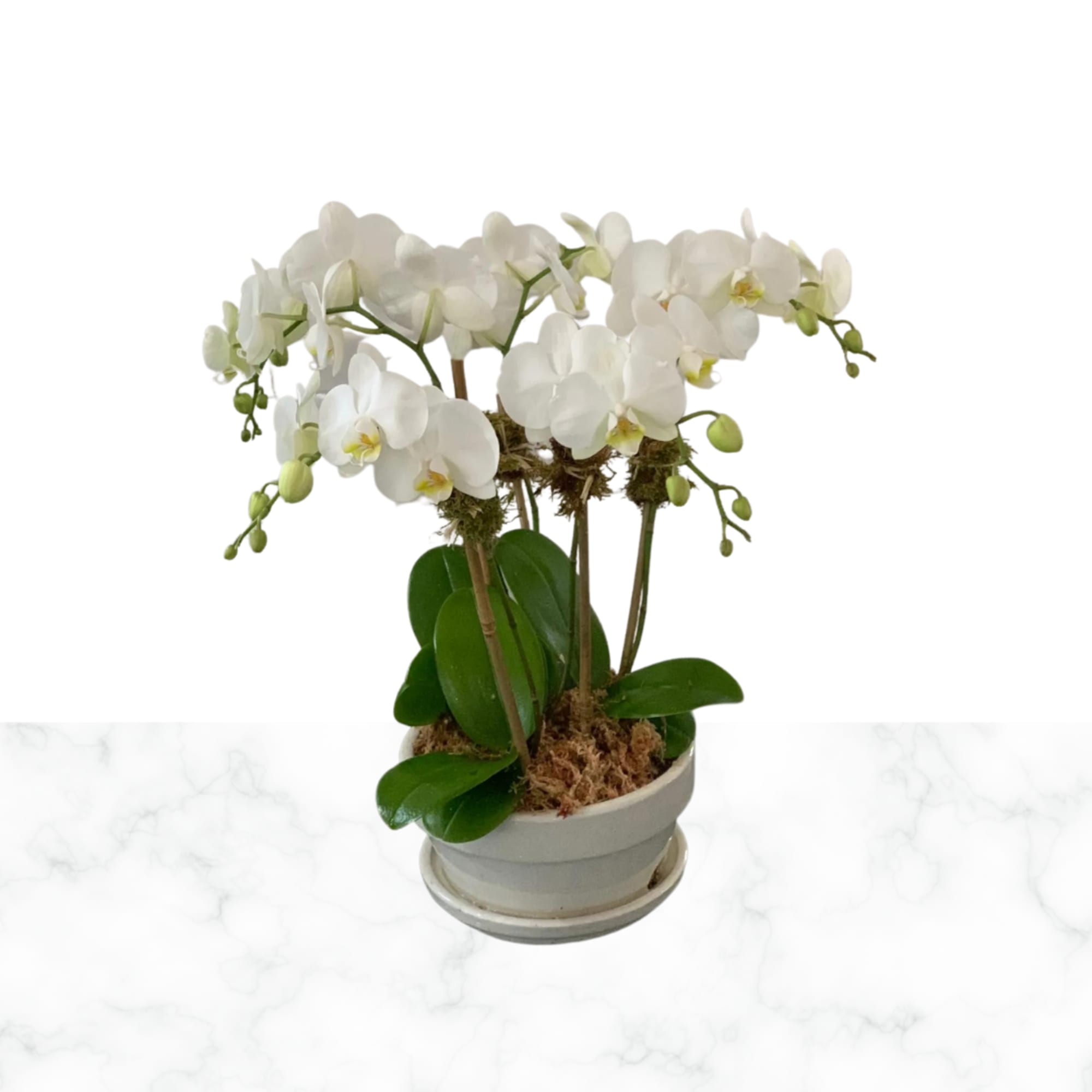 Hampton's Summer Season 6 Stem Mini White Phalaenopsis Orchid Planter is a Hampton's Summer Season 6 Stem Mini White Phalaenopsis Orchid Planter is a