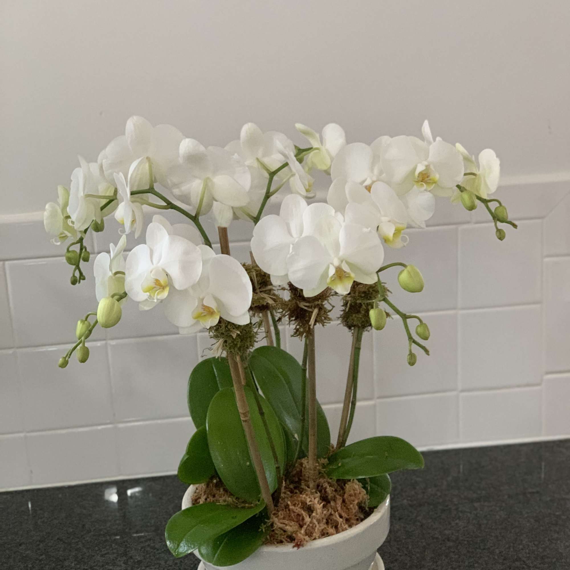 Hampton's Summer Season 6 Stem Mini White Phalaenopsis Orchid Planter is a Hampton's Summer Season 6 Stem Mini White Phalaenopsis Orchid Planter is a