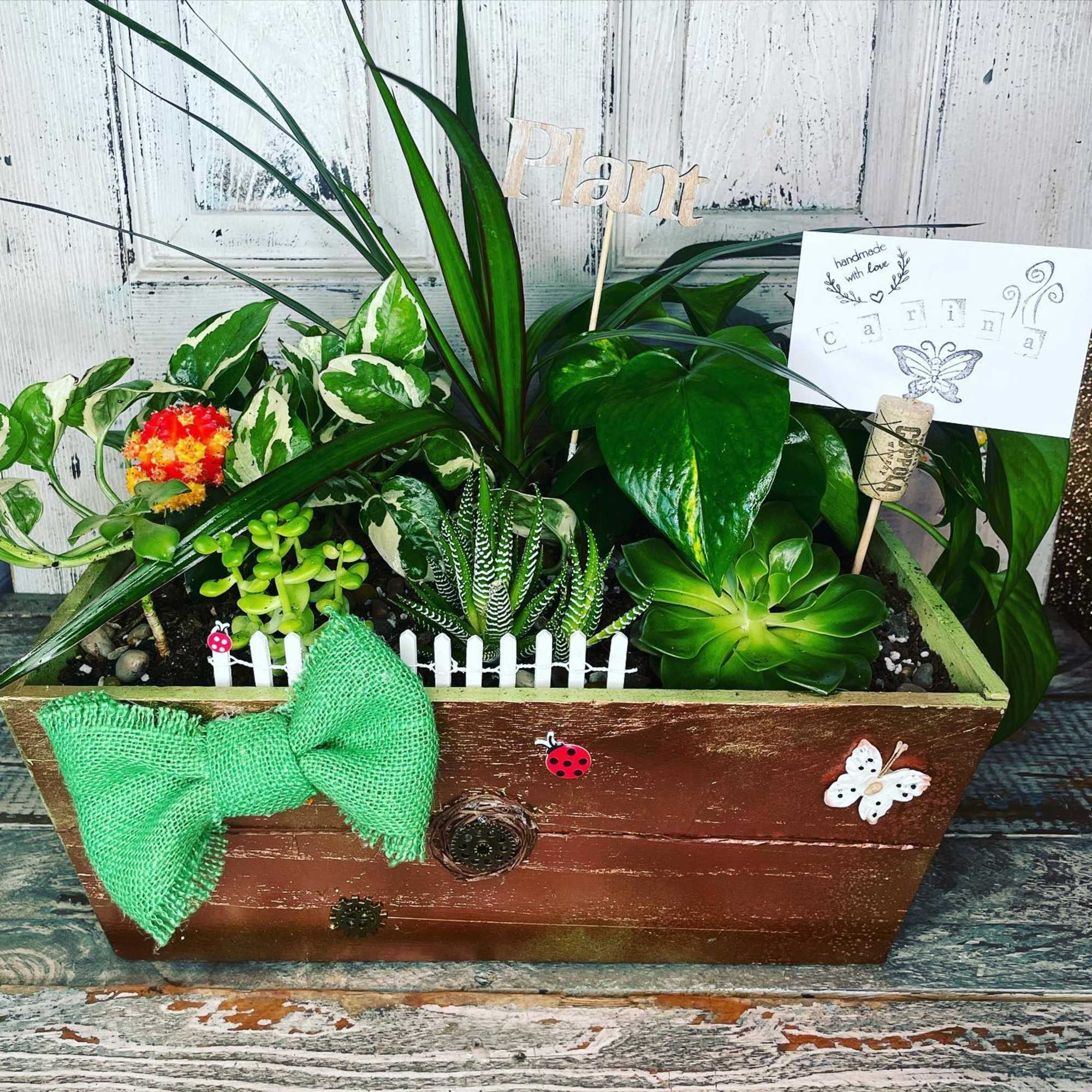 Unleash the magic of  our beautiful plants and succulents! Feeling indecisive?