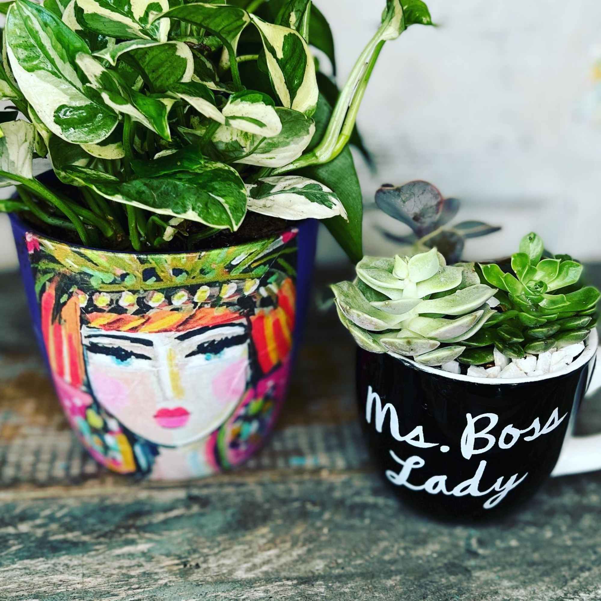 Unleash the magic of  our beautiful plants and succulents! Feeling indecisive?